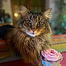 cat, fluffy, flower, pink_flower, pot, indoor, portrait, closeup, feline, animal, pet, table, decor, soft_light, cozy, cute, whiskers, face, eyes, fur