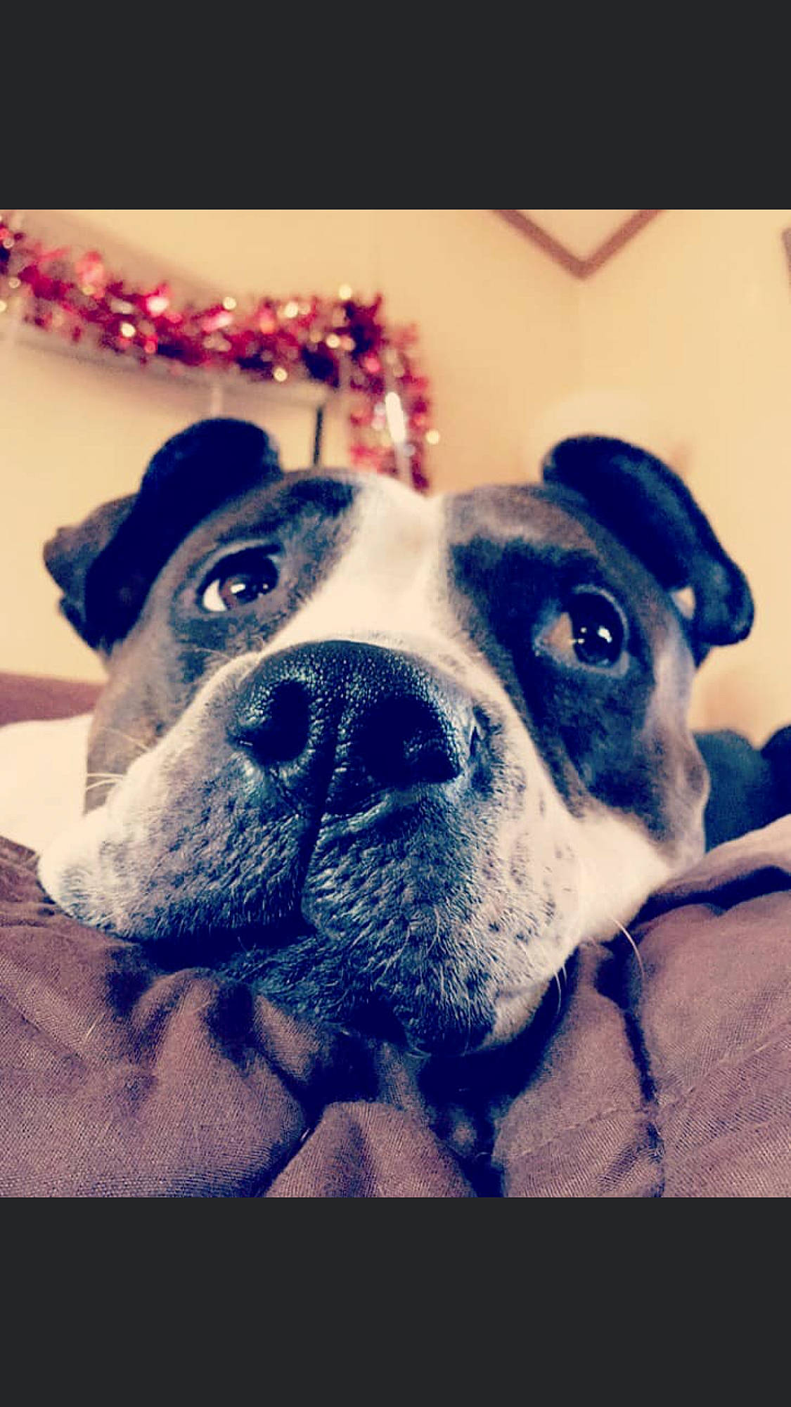 Luna is registered to the contest to win money with this photo: boston_terrier, boxer, canidae, carnivore, companion_dog, cool, dog, dog_breed, ear, eye, fawn, non_sporting_group, nose, photography, puppy, puppy_love, selfie, skin, snout, valley_bulldog