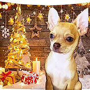 Hadès participe au concours pour gagner de l'argent avec cette photo : dog, chihuahua, puppy, christmas, holiday, decorations, candles, presents, wrapped_gifts, wooden_background, lights, star_decorations, snow, festive, cozy, indoor, cute, small_dog, pet, animal