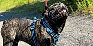 Tokyo a rejoint le concours — aidez-le/la à gagner de superbes lots ! dog, brindle, blue_harness, outdoor, sunlight, gravel_path, greenery, pet, canine, happy, leash, nature, animal, walking, summer, daytime, standing, looking_up, shadow, ears