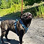 dog, brindle, blue_harness, outdoor, sunlight, gravel_path, greenery, pet, canine, happy, leash, nature, animal, walking, summer, daytime, standing, looking_up, shadow, ears