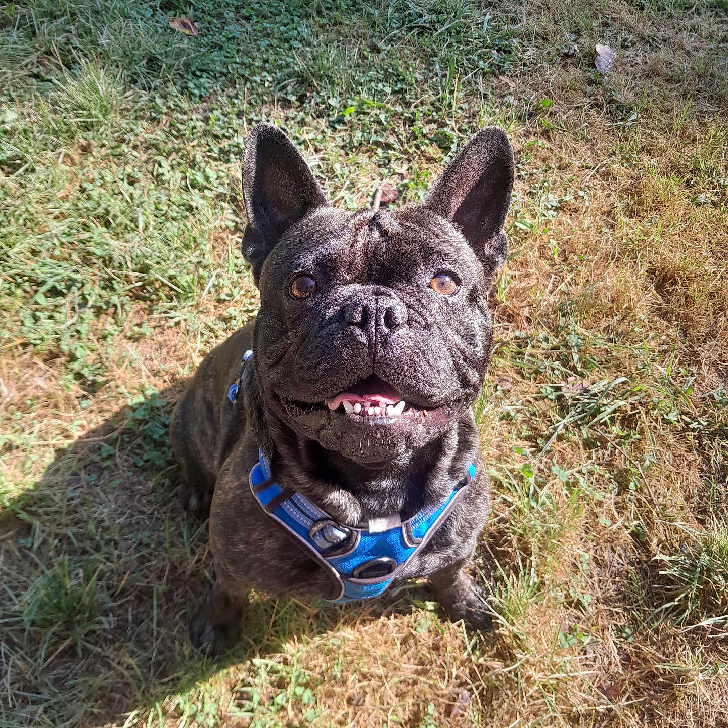 Tokyo participe au concours pour gagner de l'argent avec cette photo : animal, brindle, canine, closeup, daylight, dog, ears, french_bulldog, friendly, grass, happy, harness, mammal, nature, outdoor, pet, playful, sitting, smiling, sunlight