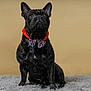 french_bulldog, dog, pet, bow_tie, collar, black_dog, sitting, fluffy_rug, indoor, portrait, animal, canine, looking_up, mammal, furry, cute, companion, domestic_animal, studio, background
