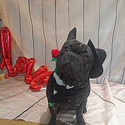Tokyo participe au concours pour gagner de l'argent avec cette photo : dog, french_bulldog, pet, costume, hat, scarf, rose, valentine, balloons, love, indoor, cute, portrait, black_dog, decorations, floor, background, animal, sitting, adorable