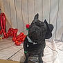 dog, french_bulldog, pet, costume, hat, scarf, rose, valentine, balloons, love, indoor, cute, portrait, black_dog, decorations, floor, background, animal, sitting, adorable