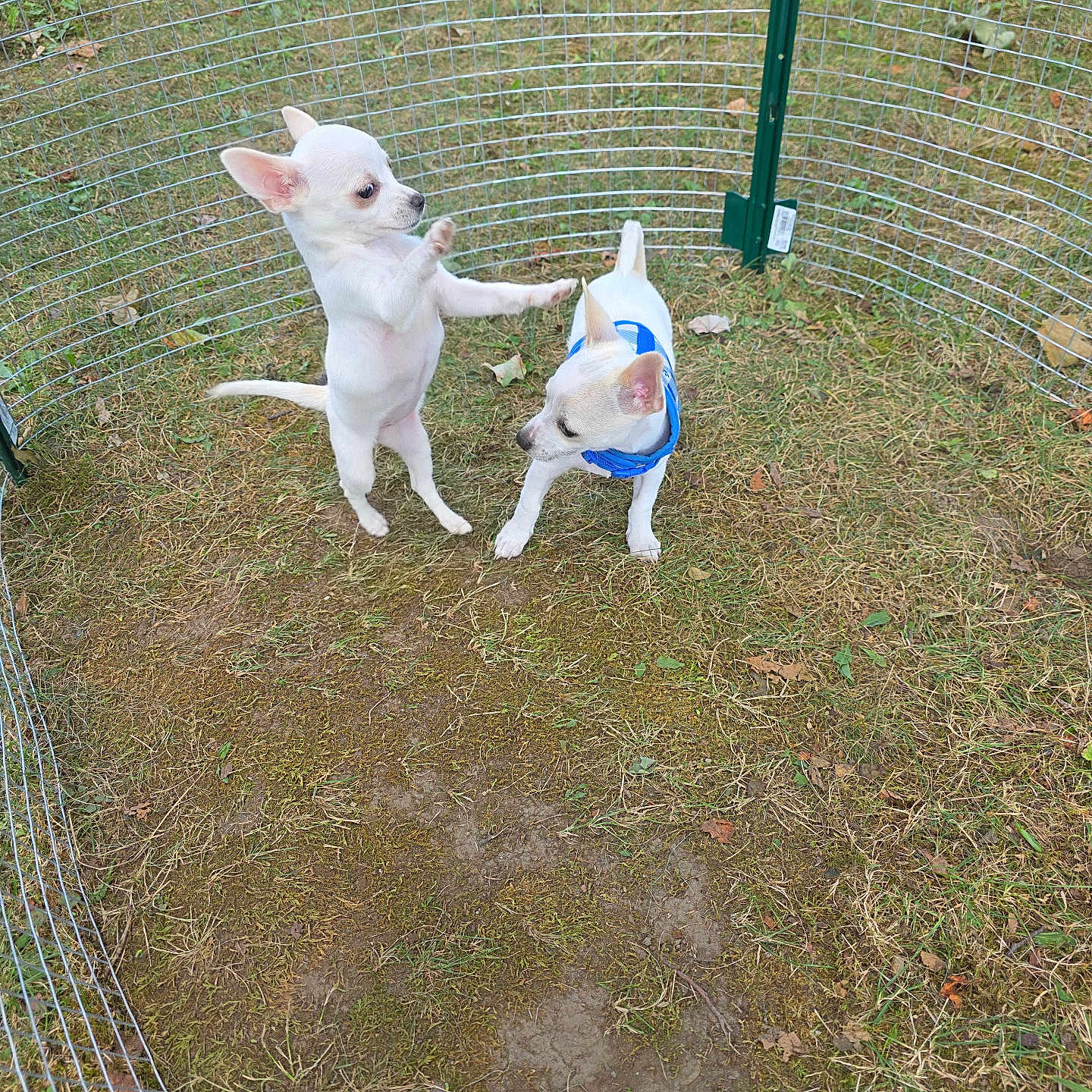 Loki joined the competition — help win amazing prizes! animal, chihuahua, curious, cute, dog, fence, grass, harness, nature, outdoor, pet, playing, playpen, puppy, small_dog, standing, two_dogs, water_bowl, white_dog, yard