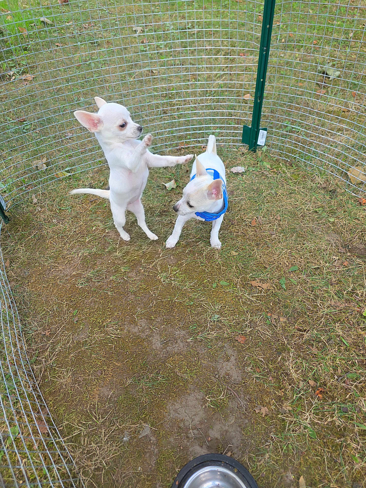 Loki joined the competition — help win amazing prizes! dog, chihuahua, puppy, pet, grass, fence, playpen, outdoor, animal, small_dog, white_dog, harness, water_bowl, two_dogs, curious, standing, playing, nature, yard, cute