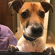 Oliver is registered to the contest to win money with this photo: dog, pet, closeup, curious, indoor, collar, bell, paw, brown, white, fur, whiskers, nose, ears, floor, towel, wooden_furniture, house, animal, canine