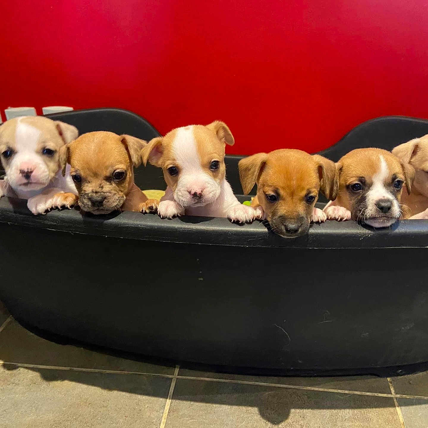 Fidji participe au concours pour gagner de l'argent avec cette photo : animal, bathing, bathtub, boxer, bulldog, canine, dog, dogbed, hound, person, pet, puppy, tub