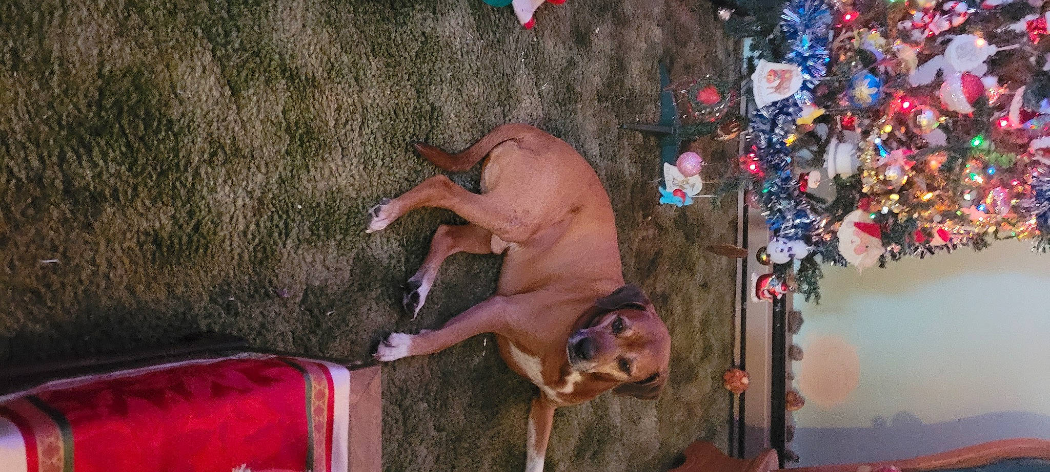 Butterscotch is registered to the contest to win money with this photo: canidae, carnivore, companion_dog, dog, dog_breed, dog_supply, fawn, fun, guard_dog, hunting_dog, liver, mammal, non_sporting_group, pet_supply, snout, sporting_group, tail, vertebrate, working_animal, working_dog