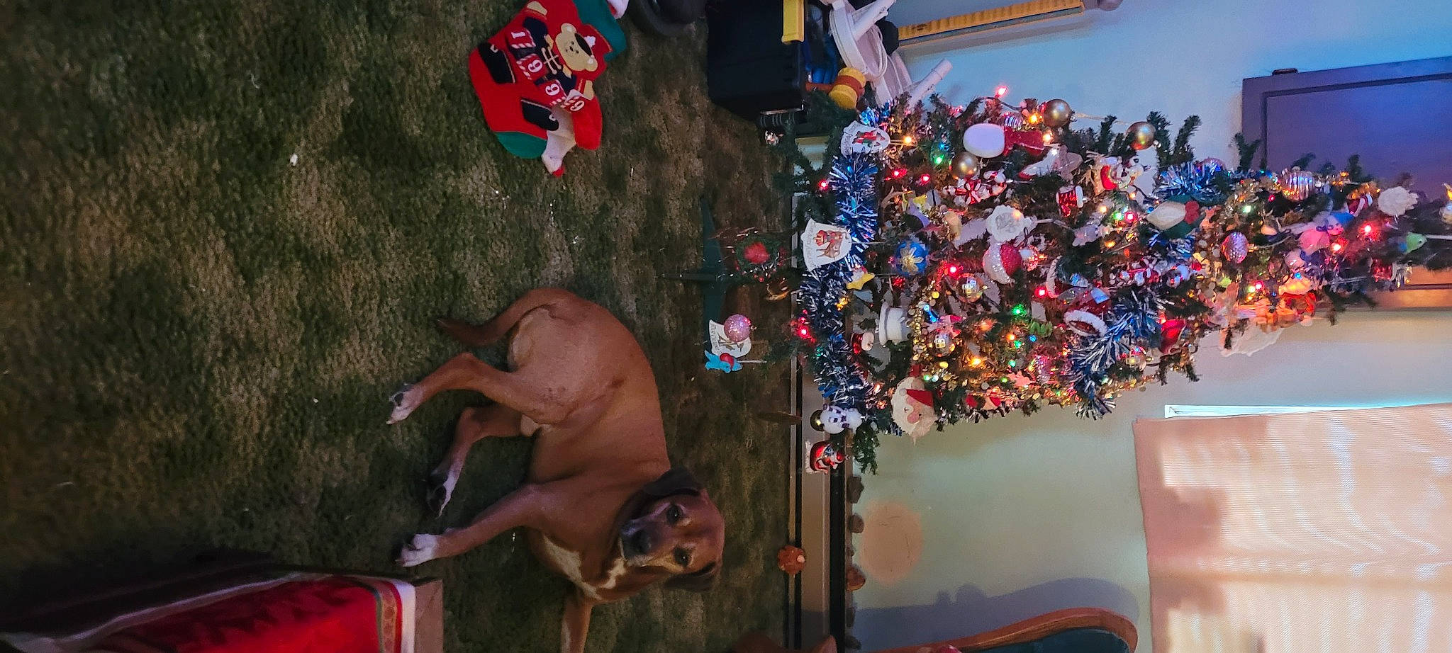 Butterscotch is registered to the contest to win money with this photo: adventure, barechested, chest, dog, dog_breed, event, fashion_accessory, fawn, flesh, fun, guard_dog, holiday_ornament, ornament, party_supply, plastic, red, room, tree, trunk, visual_arts