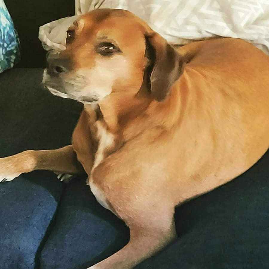 Butterscotch joined the competition — help win amazing prizes! beagle, carnivore, collar, companion_dog, dog, dog_breed, dog_collar, dog_supply, fawn, fur, hound, hunting_dog, liver, pet_supply, puppy, scent_hound, tail, whiskers, working_animal, working_dog