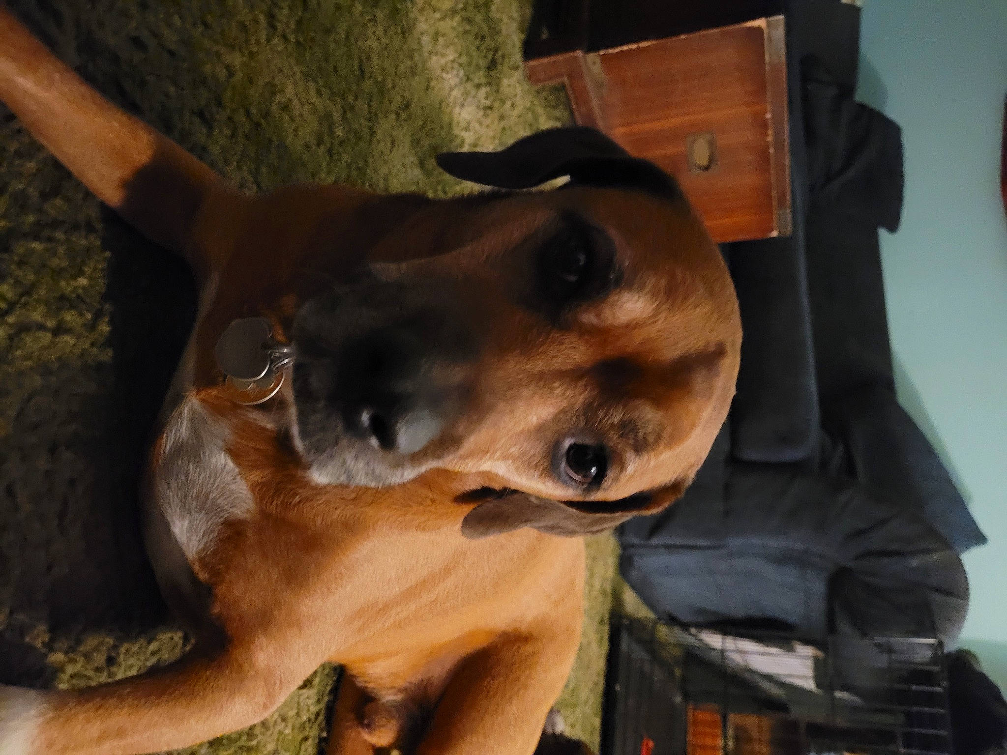 Butterscotch is registered to the contest to win money with this photo: box, briefcase, canidae, carnivore, collar, companion_dog, dog, dog_breed, dog_collar, ear, fawn, jaw, liver, luggage_and_bags, pet_supply, snout, sporting_group, whiskers, working_animal, working_dog