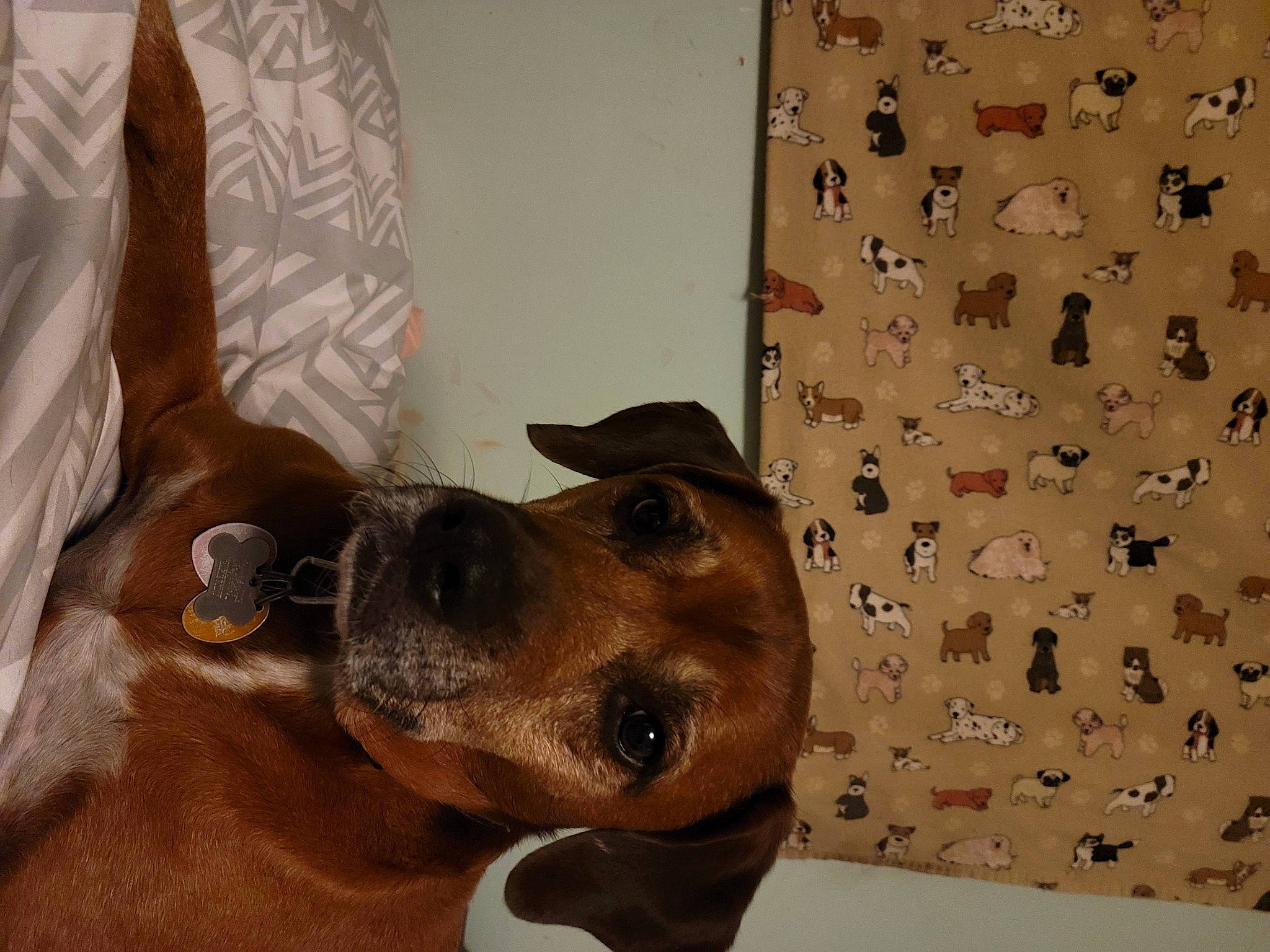 Butterscotch joined the competition — help win amazing prizes! canidae, carnivore, collar, companion_dog, curtain, dog, dog_breed, fashion_accessory, fawn, guard_dog, hat, liver, metal, non_sporting_group, pet_supply, snout, sporting_group, whiskers, working_animal, working_dog