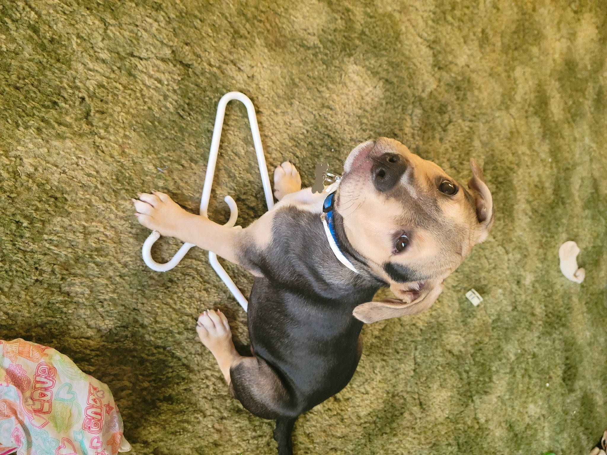 Jasper is registered to the contest to win money with this photo: ancient_dog_breeds, bulldog, canidae, carnivore, collar, companion_dog, dog, dog_breed, dog_collar, dog_supply, fawn, grass, leash, non_sporting_group, pet_supply, snout, sporting_group, terrestrial_animal, working_animal, working_dog