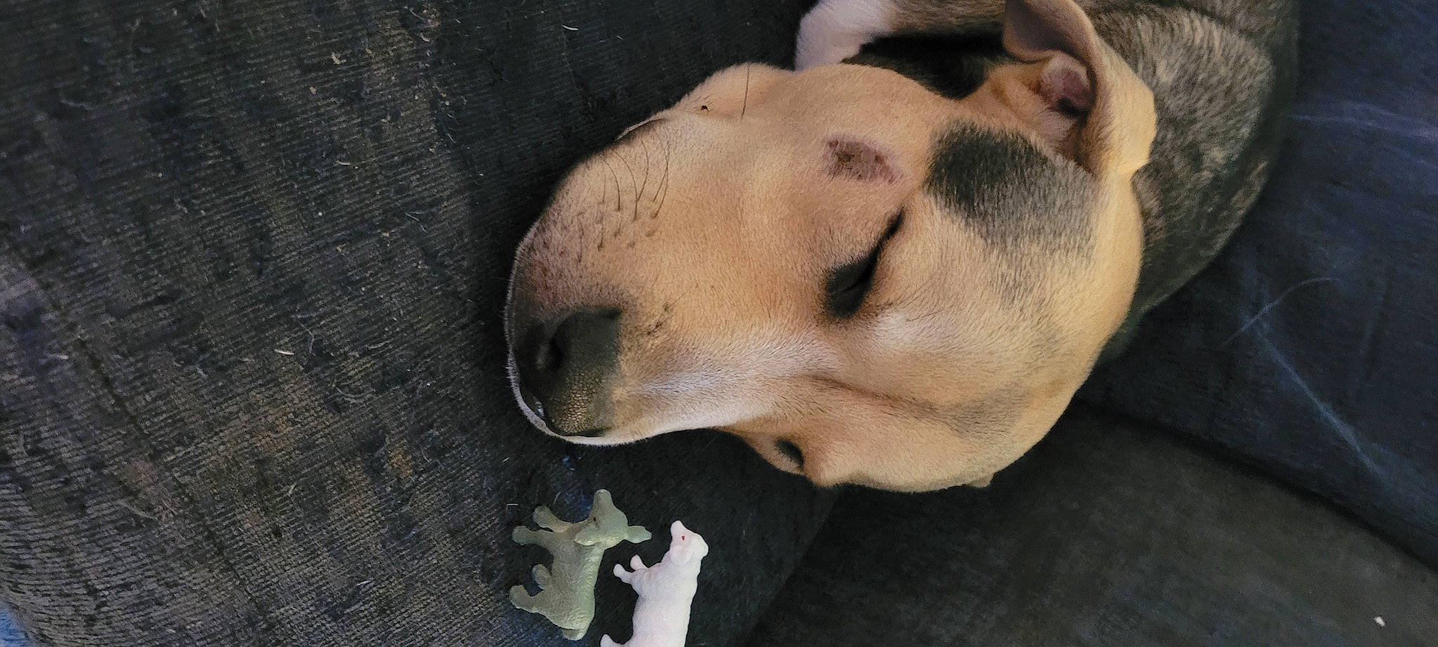 Jasper is registered to the contest to win money with this photo: canidae, carnivore, comfort, companion_dog, dog, dog_breed, eye, fawn, fur, head, jaw, musical_instrument, nap, non_sporting_group, snout, sporting_group, terrestrial_animal, whiskers, wildlife, wood