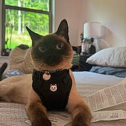 Frodo is registered to the contest to win money with this photo: cat, siamese_cat, pet, indoor, bed, harness, receipt, window, greenery, pillow, lamp, furniture, whiskers, relaxing, cute, domestic_animal, animal, fur, ears, collar