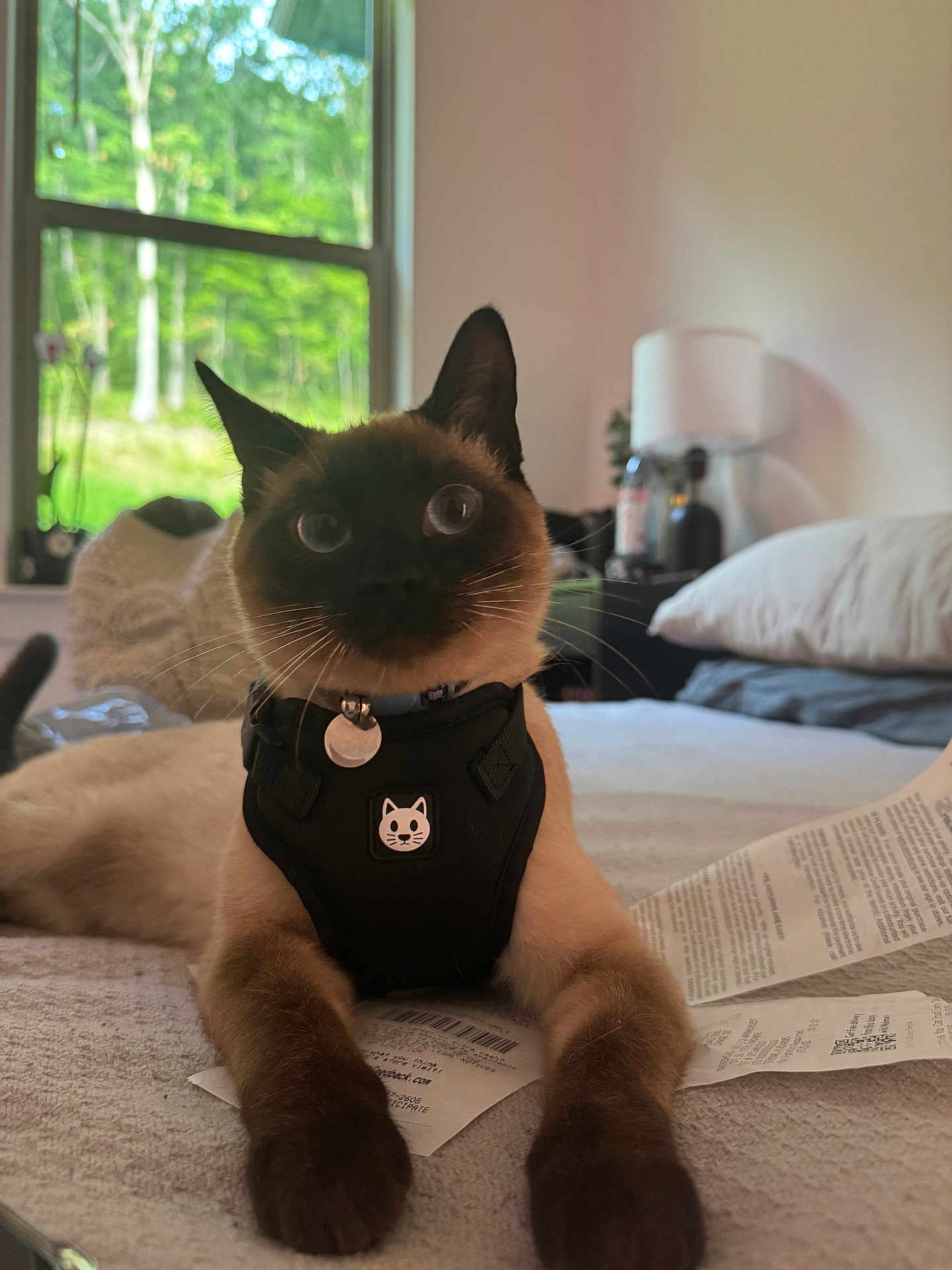 Frodo is registered to the contest to win money with this photo: cat, siamese_cat, pet, indoor, bed, harness, receipt, window, greenery, pillow, lamp, furniture, whiskers, relaxing, cute, domestic_animal, animal, fur, ears, collar