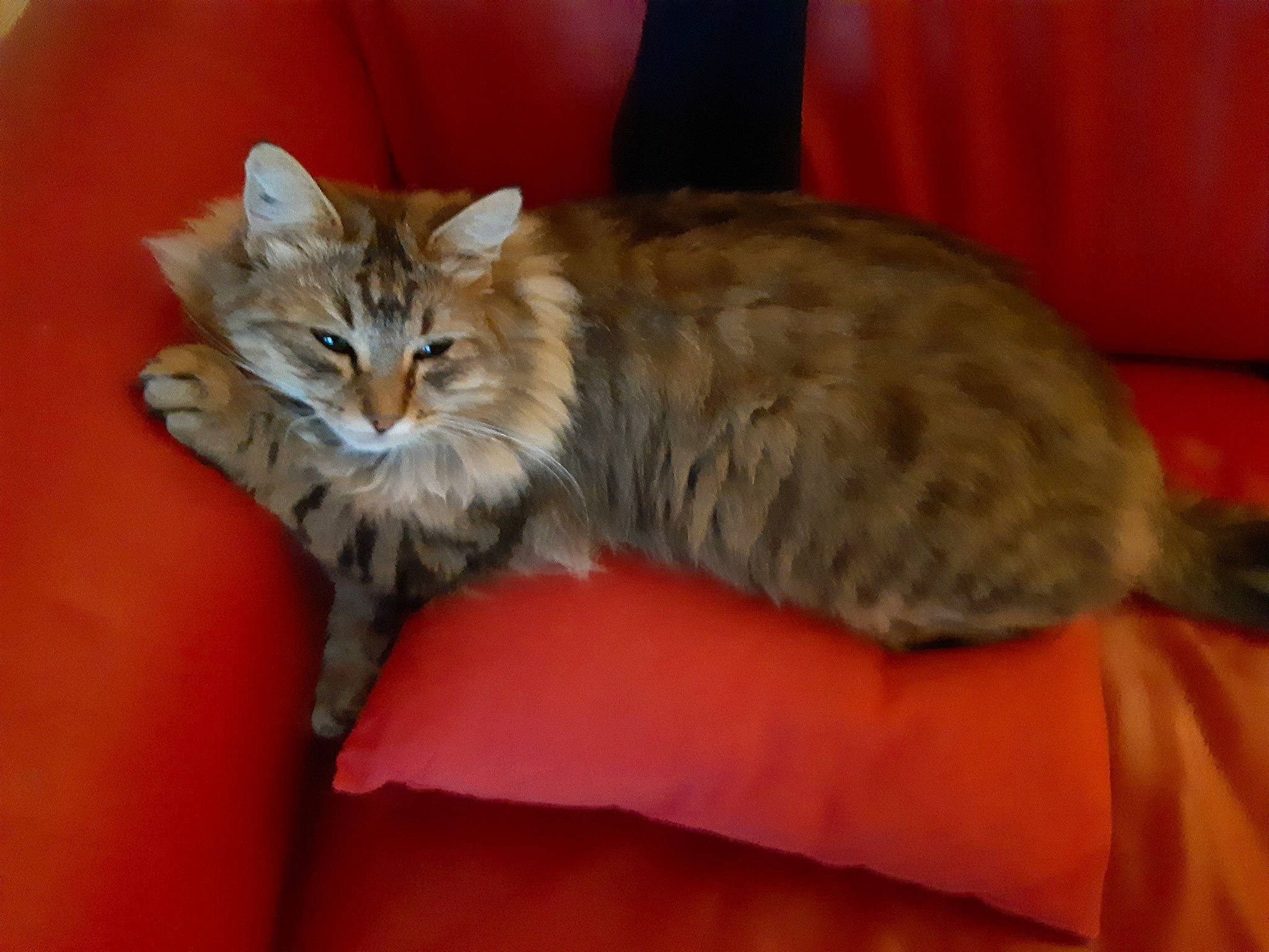 Ticaldo participe au concours pour gagner de l'argent avec cette photo : carnivore, cat, cat_supply, claw, comfort, couch, domestic_short_haired_cat, fawn, felidae, fur, maine_coon, paw, small_to_medium_sized_cats, snout, tail, terrestrial_animal, whiskers