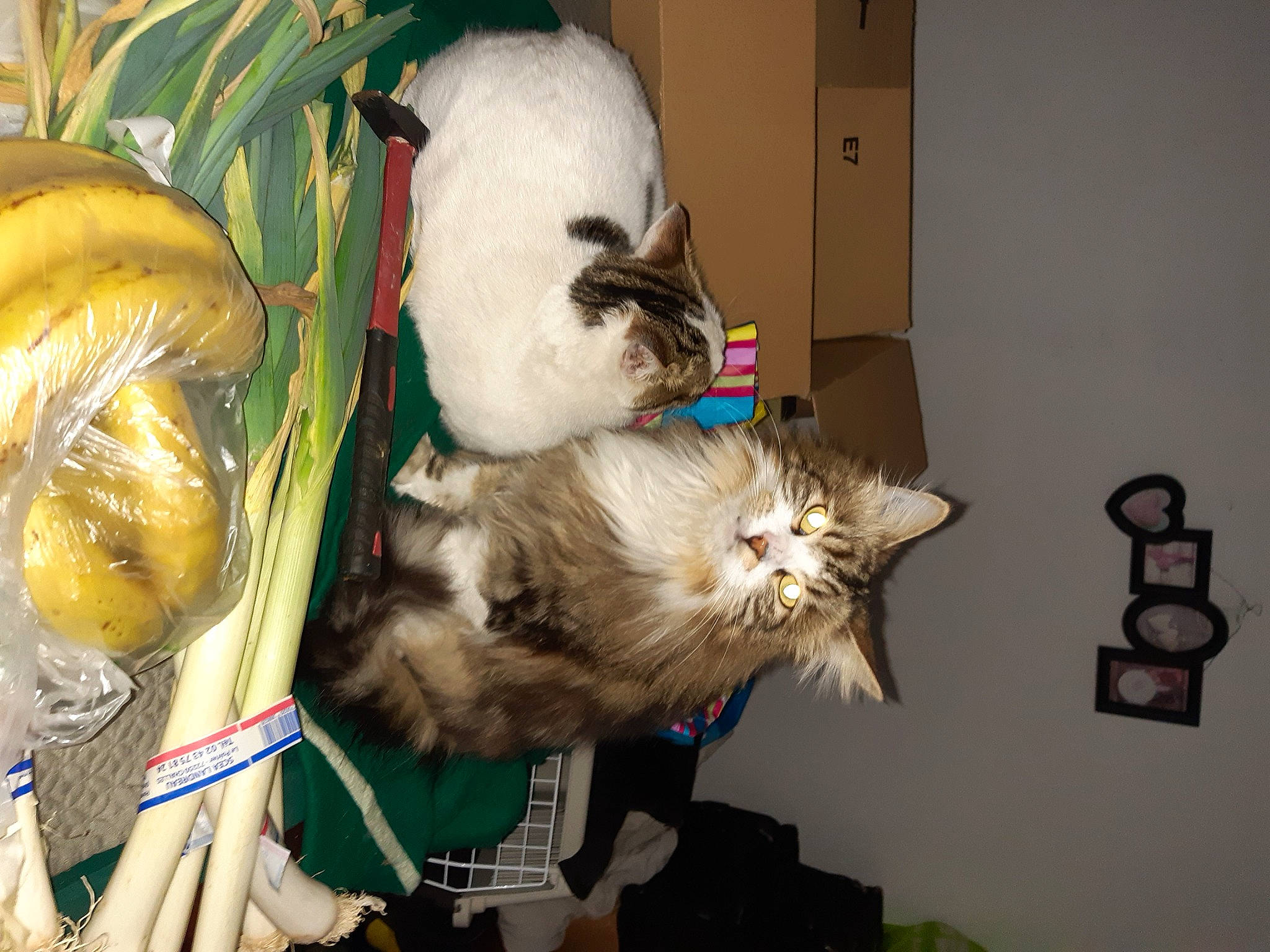 Diane a rejoint le concours — aidez-le/la à gagner de superbes lots ! canidae, carnivore, cat, comfort, companion_dog, dog_breed, domestic_short_haired_cat, event, fawn, felidae, fur, holiday, rabbit, small_to_medium_sized_cats, snout, sporting_group, stuffed_toy, tail, toy, whiskers