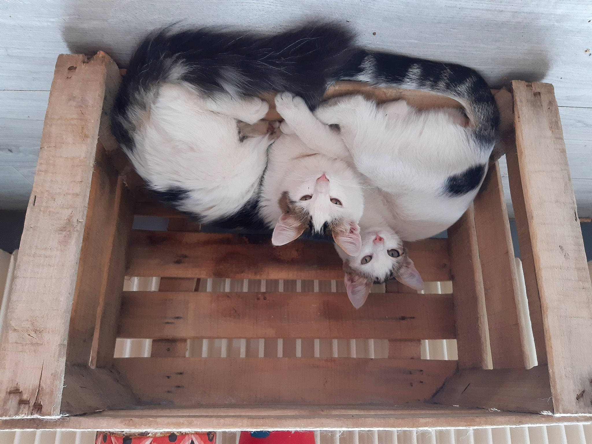 Chérie Coco La Cocotte participe au concours pour gagner de l'argent avec cette photo : animal_shelter, canidae, carnivore, comfort, companion_dog, dog_breed, fawn, fur, hardwood, livestock, natural_material, paw, small_to_medium_sized_cats, snout, sporting_group, tail, whiskers, wood