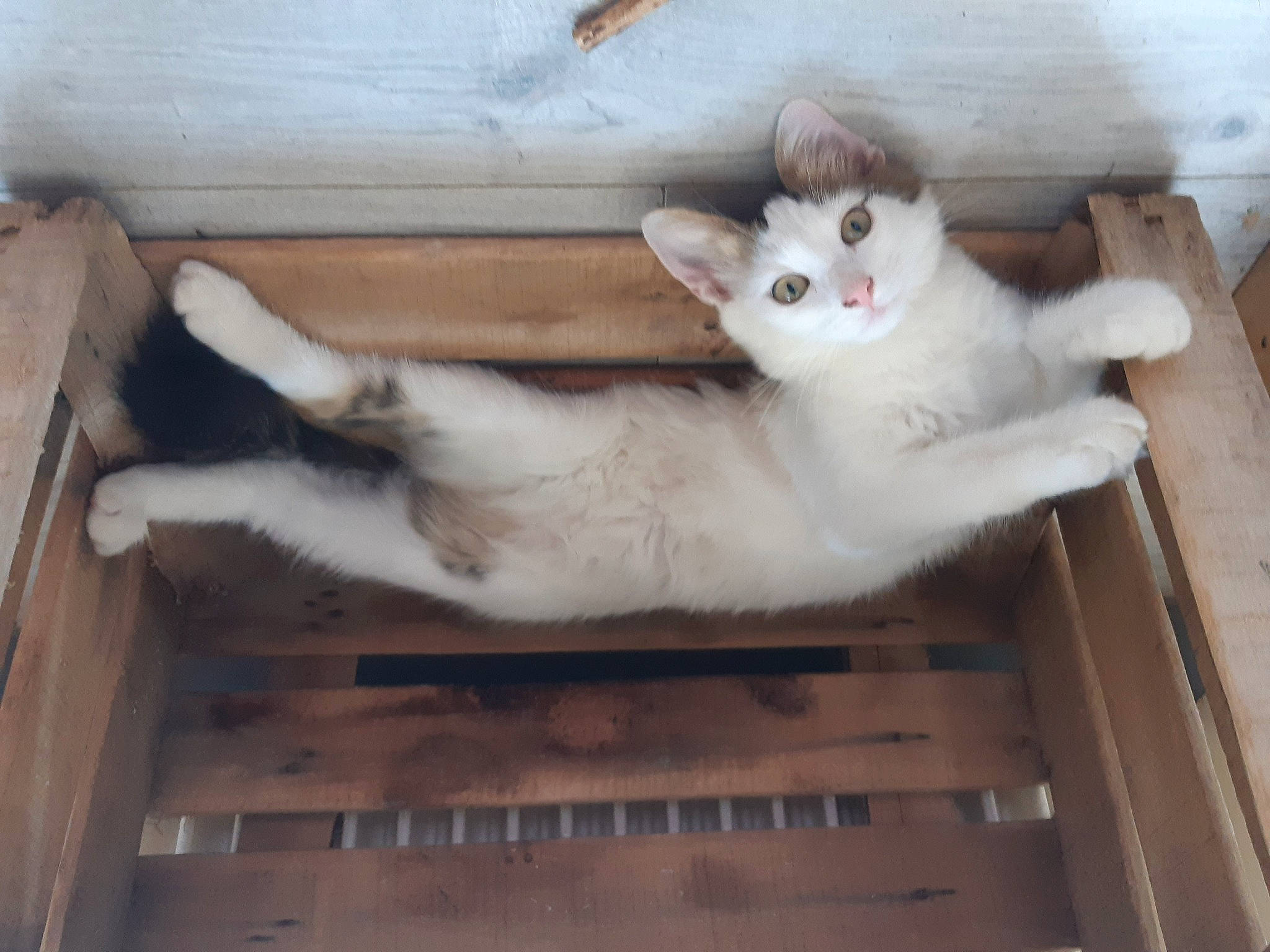 Chérie Coco La Cocotte