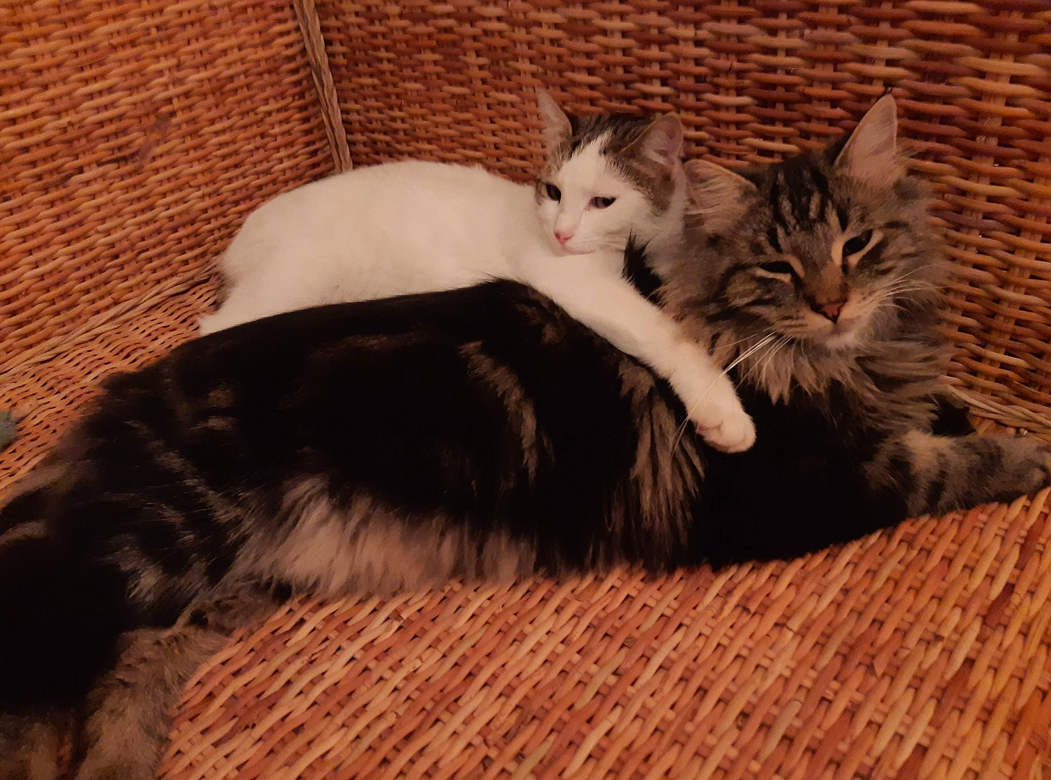 Michel a rejoint le concours — aidez-le/la à gagner de superbes lots ! carnivore, cat, claw, comfort, domestic_short_haired_cat, eye, fawn, felidae, flooring, foot, fur, hardwood, lap, leg, paw, small_to_medium_sized_cats, snout, tail, whiskers, wood