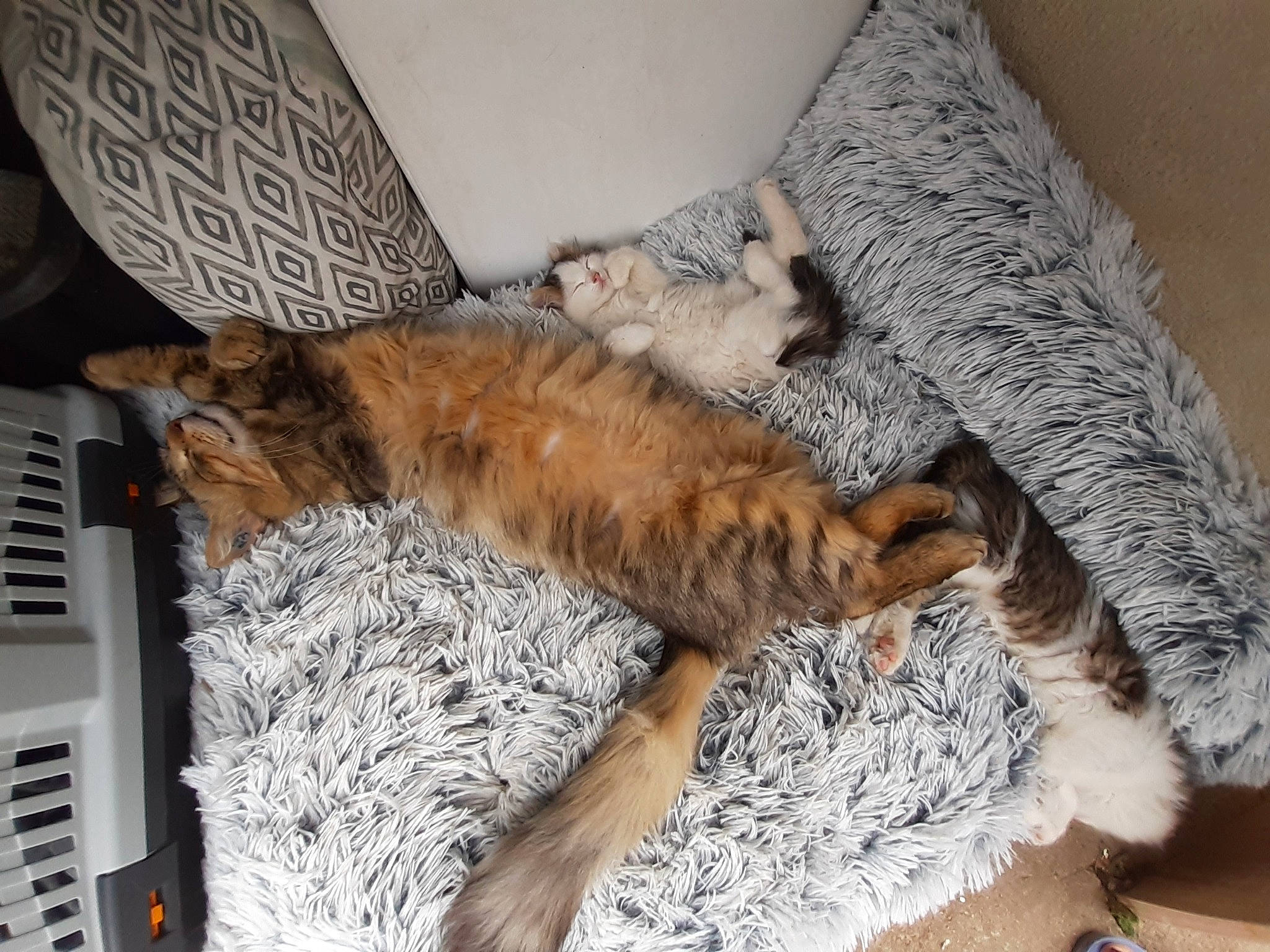 Scarlett participe au concours pour gagner de l'argent avec cette photo : bed, bedding, carnivore, cat, claw, comfort, domestic_short_haired_cat, fawn, felidae, flooring, fur, linens, mammal, small_to_medium_sized_cats, sporting_group, tail, textile, vertebrate, whiskers, wood