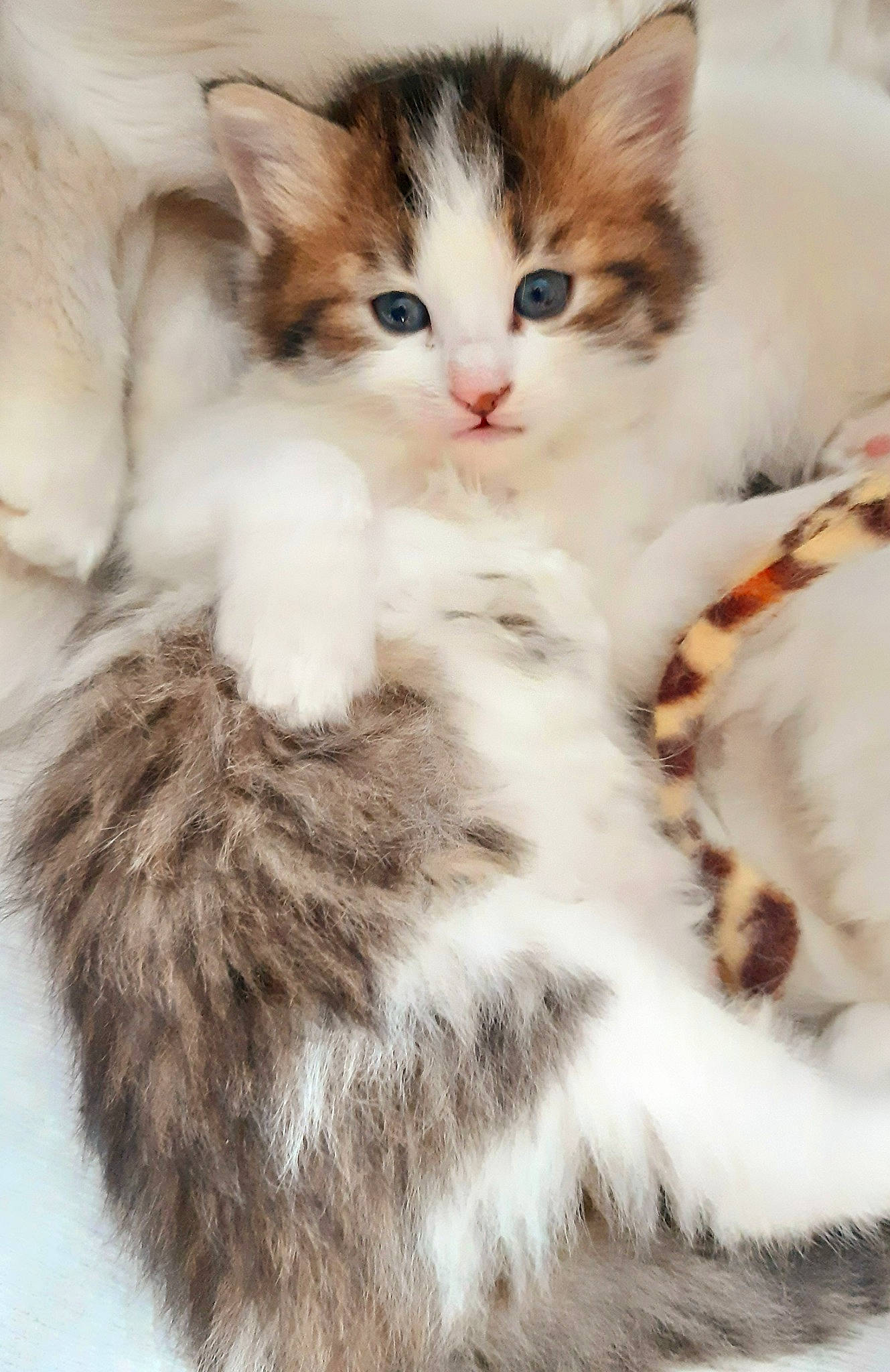 Scarlett participe au concours pour gagner de l'argent avec cette photo : carnivore, cat, claw, comfort, domestic_short_haired_cat, fawn, felidae, foot, fur, paw, small_to_medium_sized_cats, snout, tail, whiskers, window