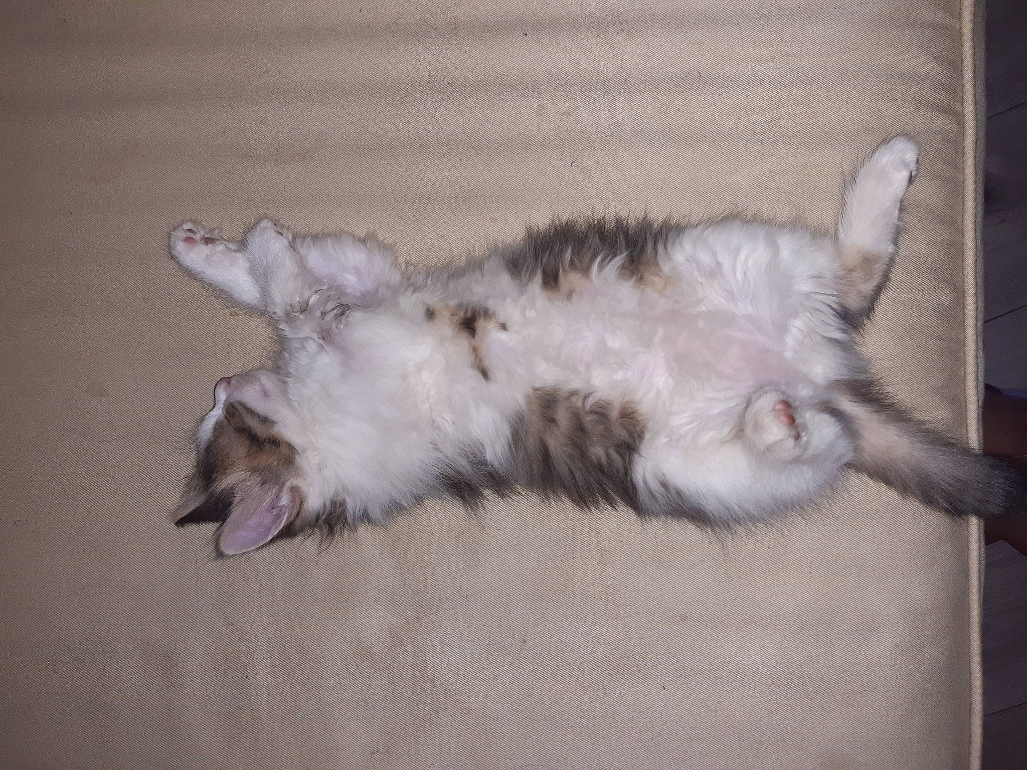 Scarlett participe au concours pour gagner de l'argent avec cette photo : canidae, carnivore, cat, claw, comfort, dog_breed, domestic_short_haired_cat, fawn, felidae, foot, fur, nap, paw, small_to_medium_sized_cats, snout, sporting_group, tail, whiskers