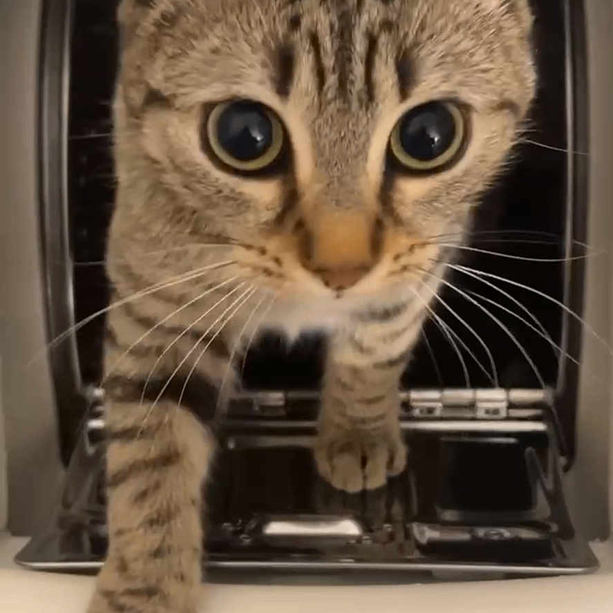 Ellissa a rejoint le concours — aidez-le/la à gagner de superbes lots ! abyssinian, animal, appliance, baking, cat, cooking, device, electricaldevice, kitten, oven, pet, roasting, toaster