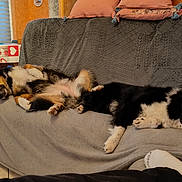 Rubie Et Jessie participe au concours pour gagner de l'argent avec cette photo : dog, couch, blanket, indoor, relaxing, sleeping, fur, pet, cozy, living_room, pillow, floor_tile, black_and_white, brown, animal, domestic_animal, companion, resting, laying_down, furniture
