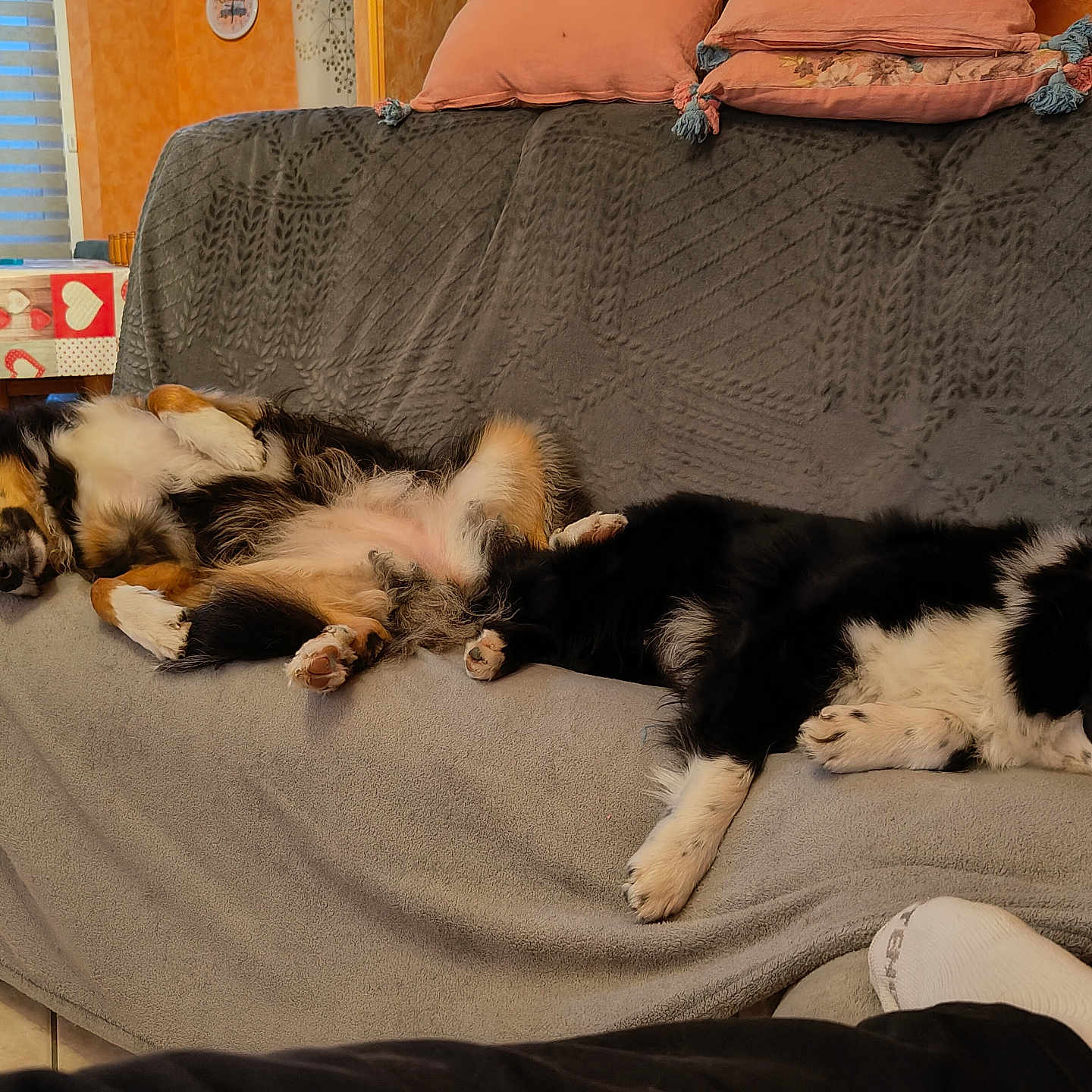 Rubie Et Jessie participe au concours pour gagner de l'argent avec cette photo : animal, black_and_white, blanket, brown, companion, couch, cozy, dog, domestic_animal, floor_tile, fur, furniture, indoor, laying_down, living_room, pet, pillow, relaxing, resting, sleeping