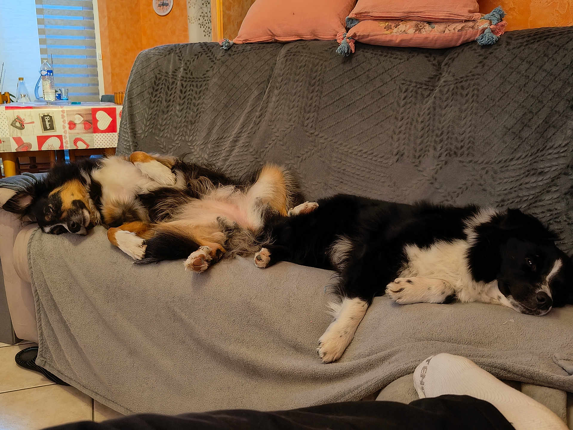Rubie Et Jessie participe au concours pour gagner de l'argent avec cette photo : dog, couch, blanket, indoor, relaxing, sleeping, fur, pet, cozy, living_room, pillow, floor_tile, black_and_white, brown, animal, domestic_animal, companion, resting, laying_down, furniture