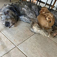 Rosaleen a rejoint le concours — aidez-le/la à gagner de superbes lots ! animal, brown, cuddle, cute, dog, family, floor, fur, home, indoor, large, pet, puppies, relaxing, resting, shaggy, small, snuggling, tile, wooden_furniture