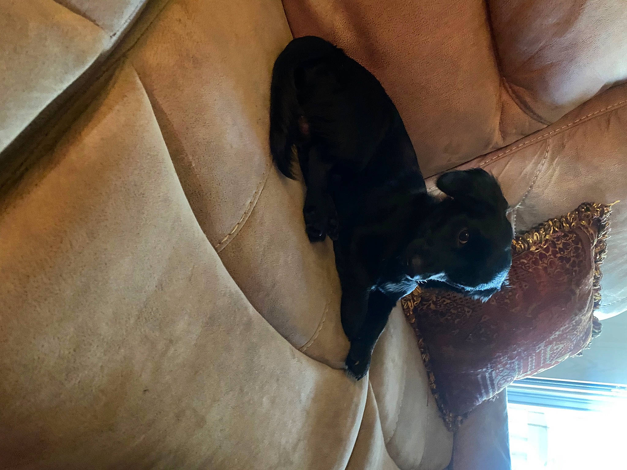 Oliver joined the competition — help win amazing prizes! carnivore, comfort, companion_dog, dog, dog_breed, ear, elbow, fawn, felidae, gesture, human_leg, liver, nail, small_to_medium_sized_cats, snout, sporting_group, tints_and_shades, whiskers, working_animal, wrist