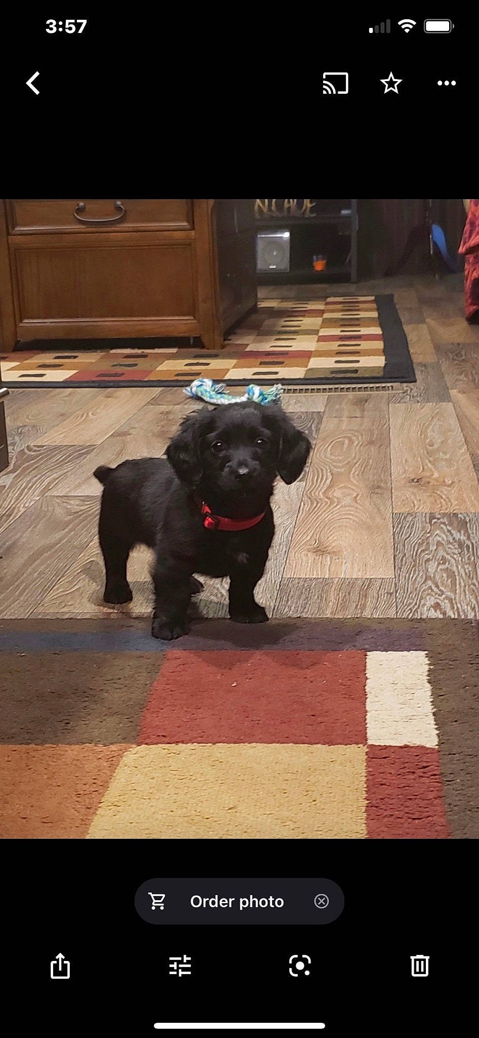 Oliver joined the competition — help win amazing prizes! cabinetry, carnivore, companion_dog, dog, dog_breed, dog_collar, fawn, floor, flooring, fur, hardwood, pet_supply, road_surface, snout, sporting_group, tail, tints_and_shades, toy_dog, wood, working_animal