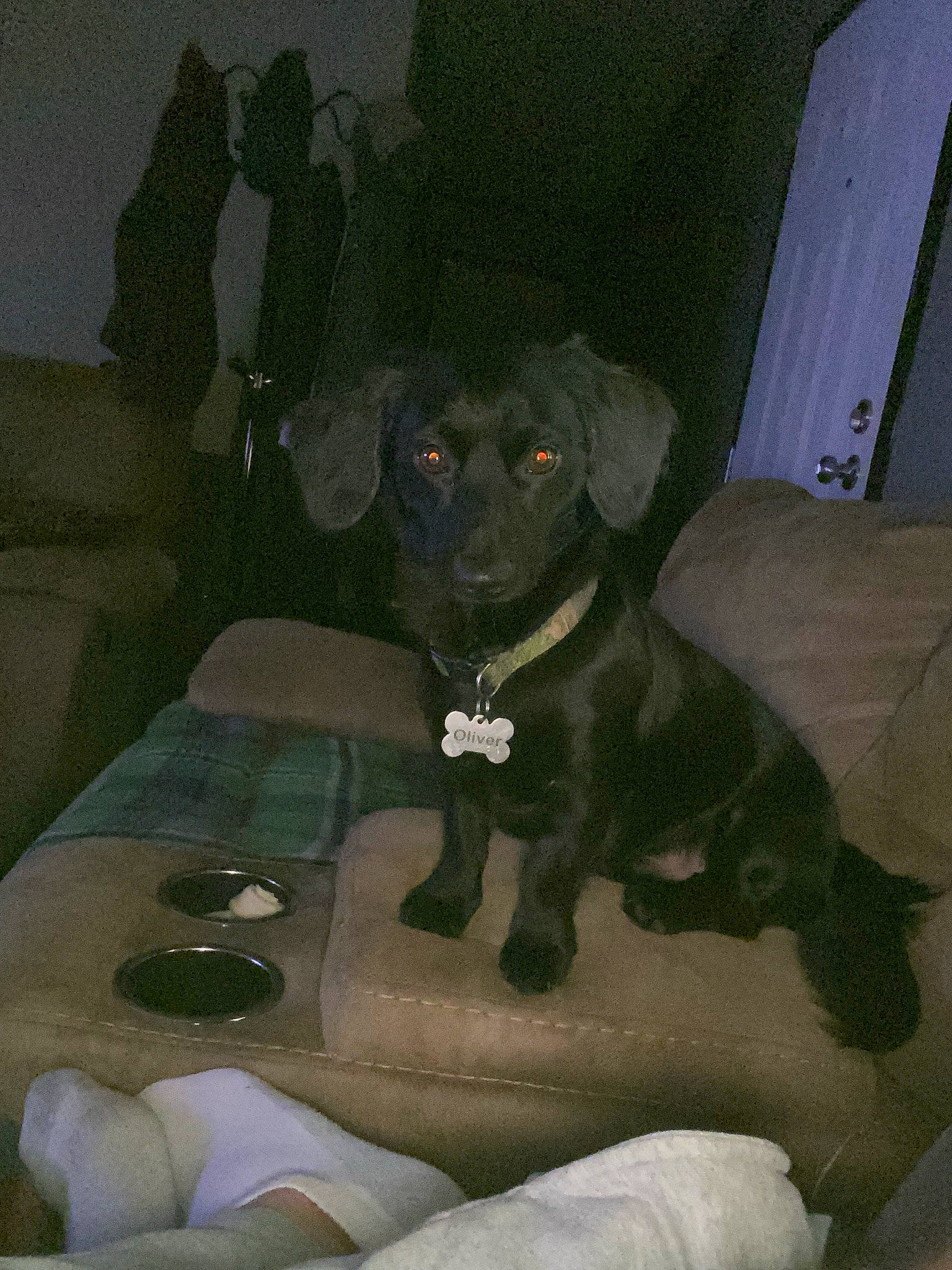 Oliver is registered to the contest to win money with this photo: auto_part, canidae, carnivore, chair, comfort, companion_dog, dog, dog_breed, grey, guard_dog, personal_protective_equipment, pug, puggle, sitting, snout, sporting_group, tail, toy_dog, whiskers, working_animal