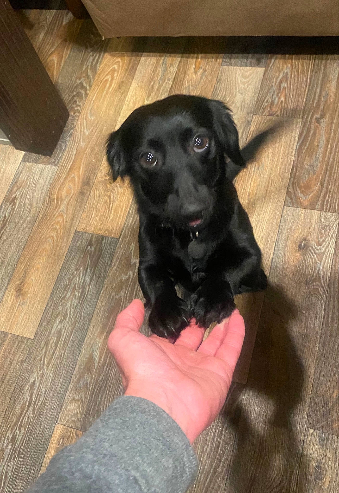 Oliver is registered to the contest to win money with this photo: borador, canidae, carnivore, companion_dog, dog, dog_breed, dog_collar, fawn, fur, guard_dog, gun_dog, hardwood, labrador_retriever, paw, retriever, snout, sporting_group, whiskers, wood, working_animal