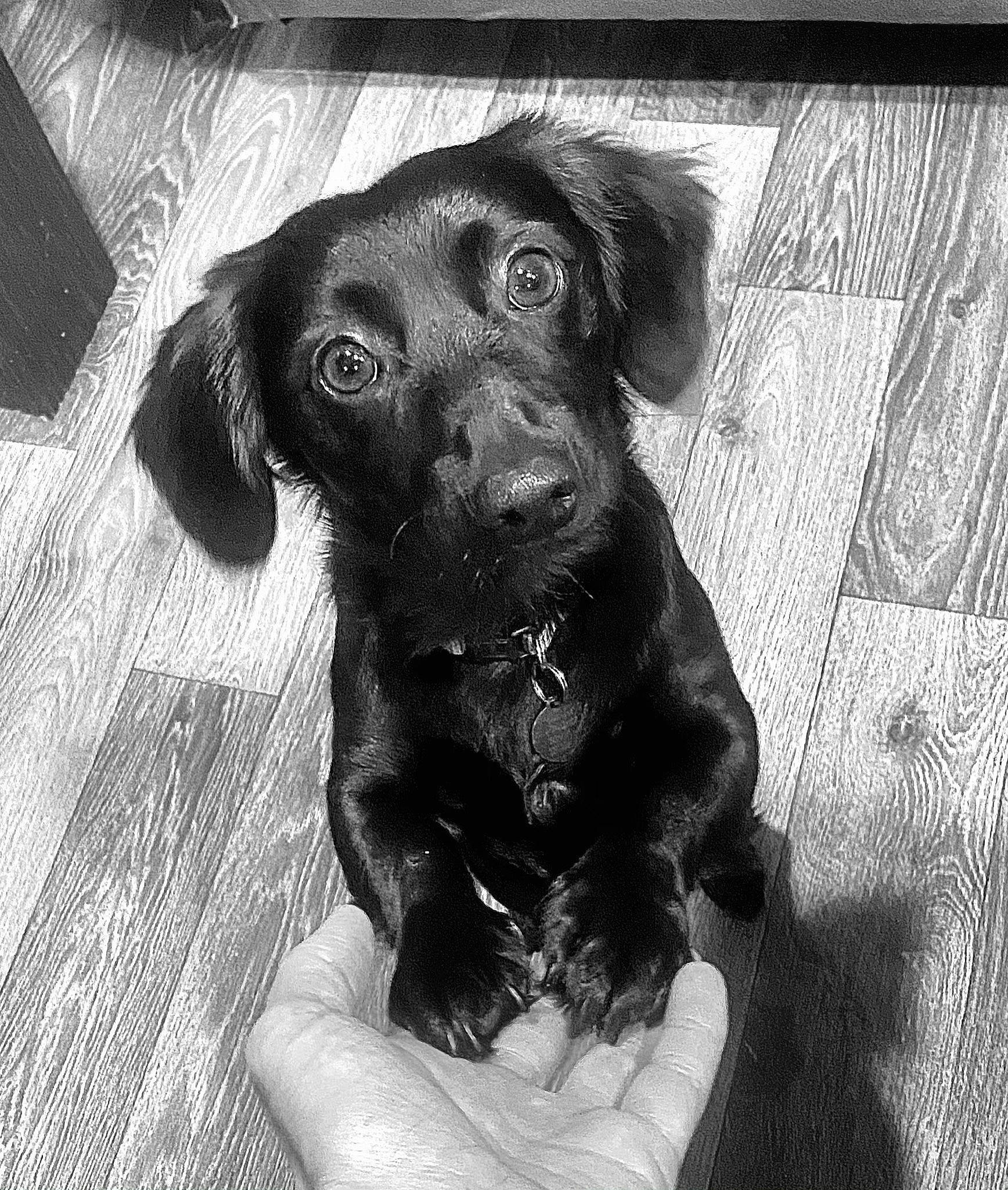 Oliver is registered to the contest to win money with this photo: carnivore, companion_dog, dog, dog_breed, fawn, flooring, fur, liver, monochrome, monochrome_photography, pet_supply, rectangle, retriever, snout, sporting_group, stock_photography, style, whiskers, wood, working_animal