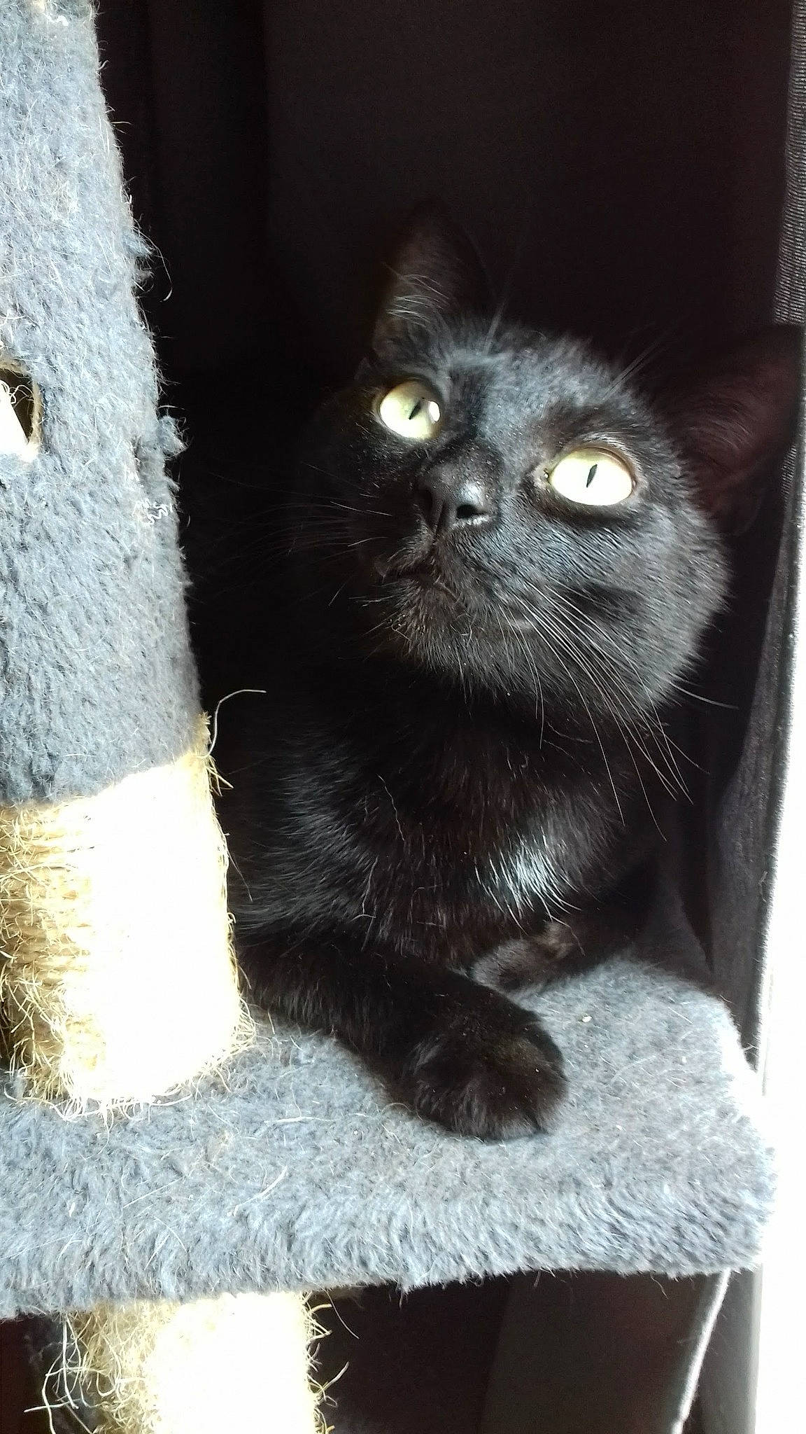 Minuss a rejoint le concours — aidez-le/la à gagner de superbes lots ! black_cat, bombay, carnivore, cat, claw, domestic_short_haired_cat, eye, felidae, fur, grey, monochrome_photography, small_to_medium_sized_cats, snout, tail, terrestrial_animal, whiskers, window