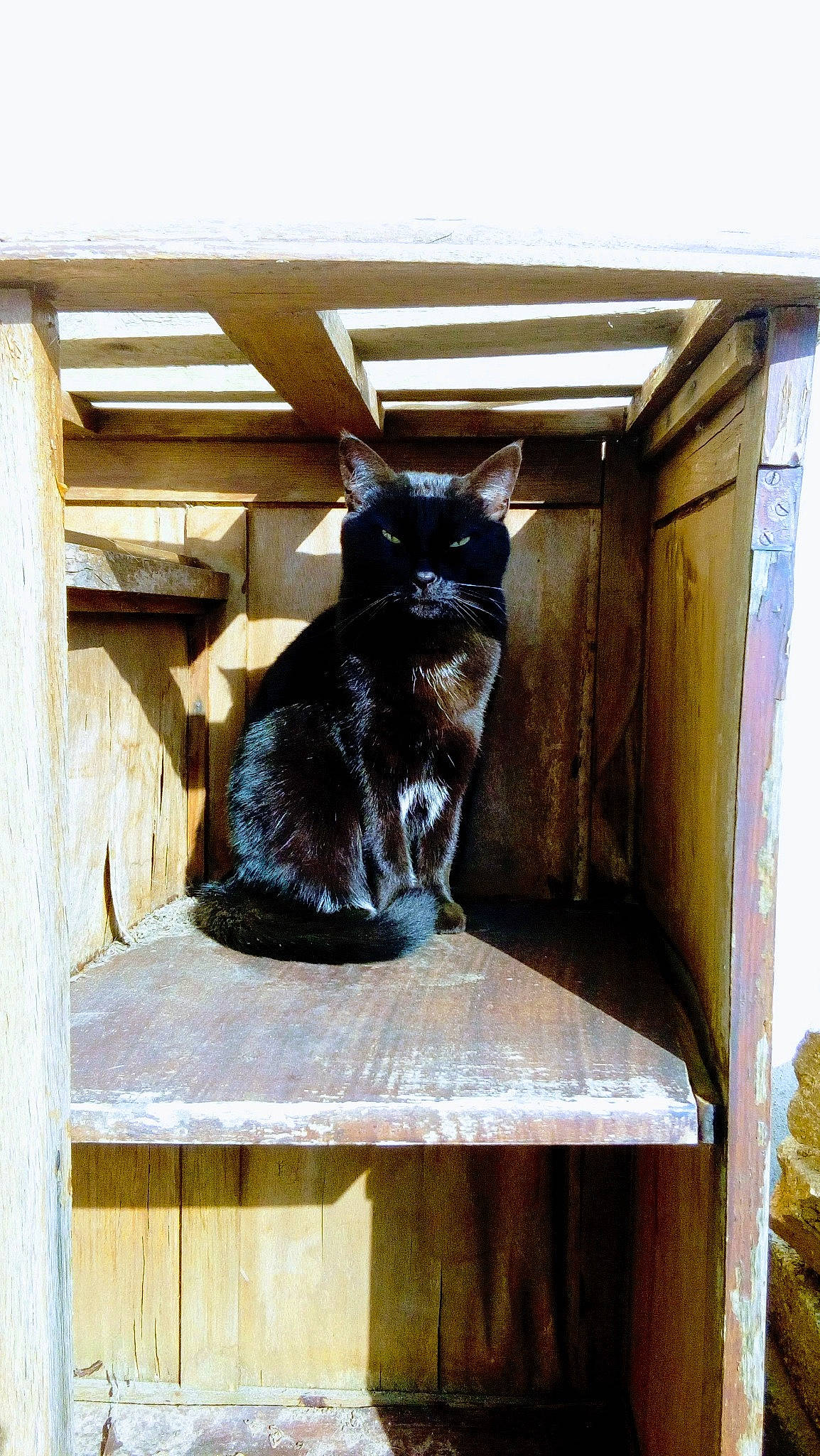 Minuss a rejoint le concours — aidez-le/la à gagner de superbes lots ! black_cat, carnivore, cat, cat_supply, domestic_short_haired_cat, felidae, fur, grey, hardwood, pet_supply, rectangle, sitting, small_to_medium_sized_cats, snout, tail, whiskers, wood