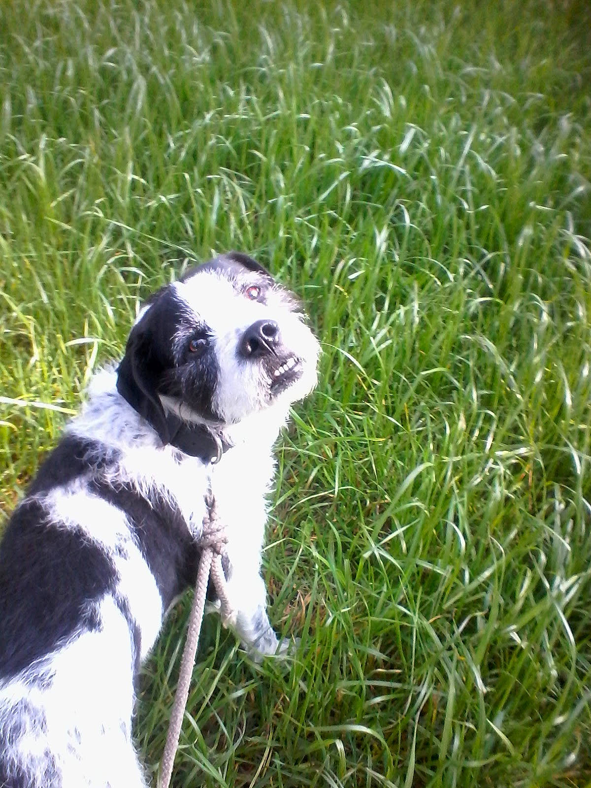 Trunk a rejoint le concours — aidez-le/la à gagner de superbes lots ! canidae, carnivore, companion_dog, dog, dog_breed, fawn, fur, grass, grass_family, grassland, groundcover, lemur, non_sporting_group, pasture, plant, sporting_group, terrestrial_animal, whiskers, wildlife, working_animal