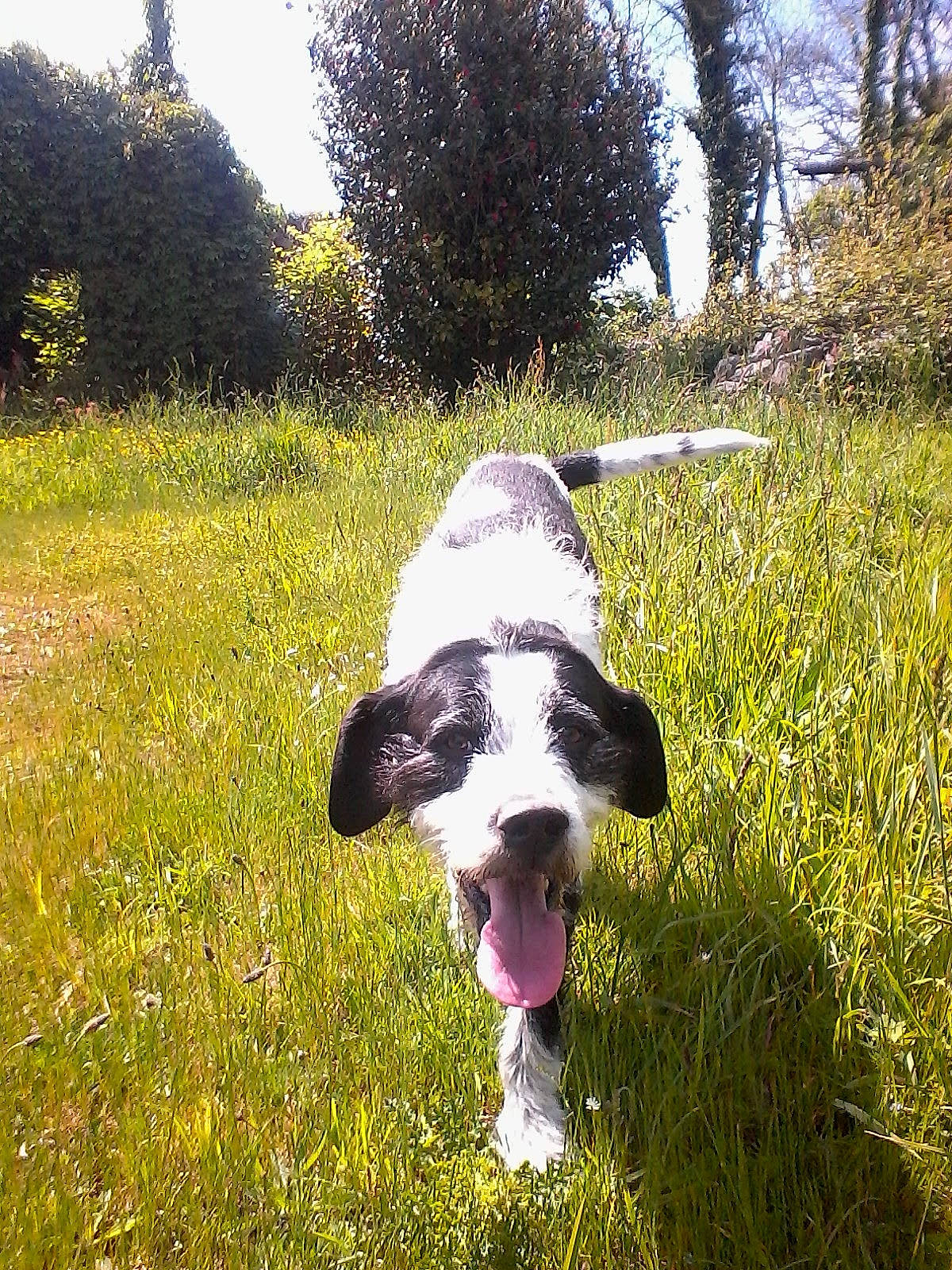 Trunk participe au concours pour gagner de l'argent avec cette photo : canidae, carnivore, companion_dog, dog, dog_breed, dog_collar, grass, grassland, happy, livestock, meadow, natural_landscape, pasture, people_in_nature, plant, sky, sporting_group, tree, walking, working_animal