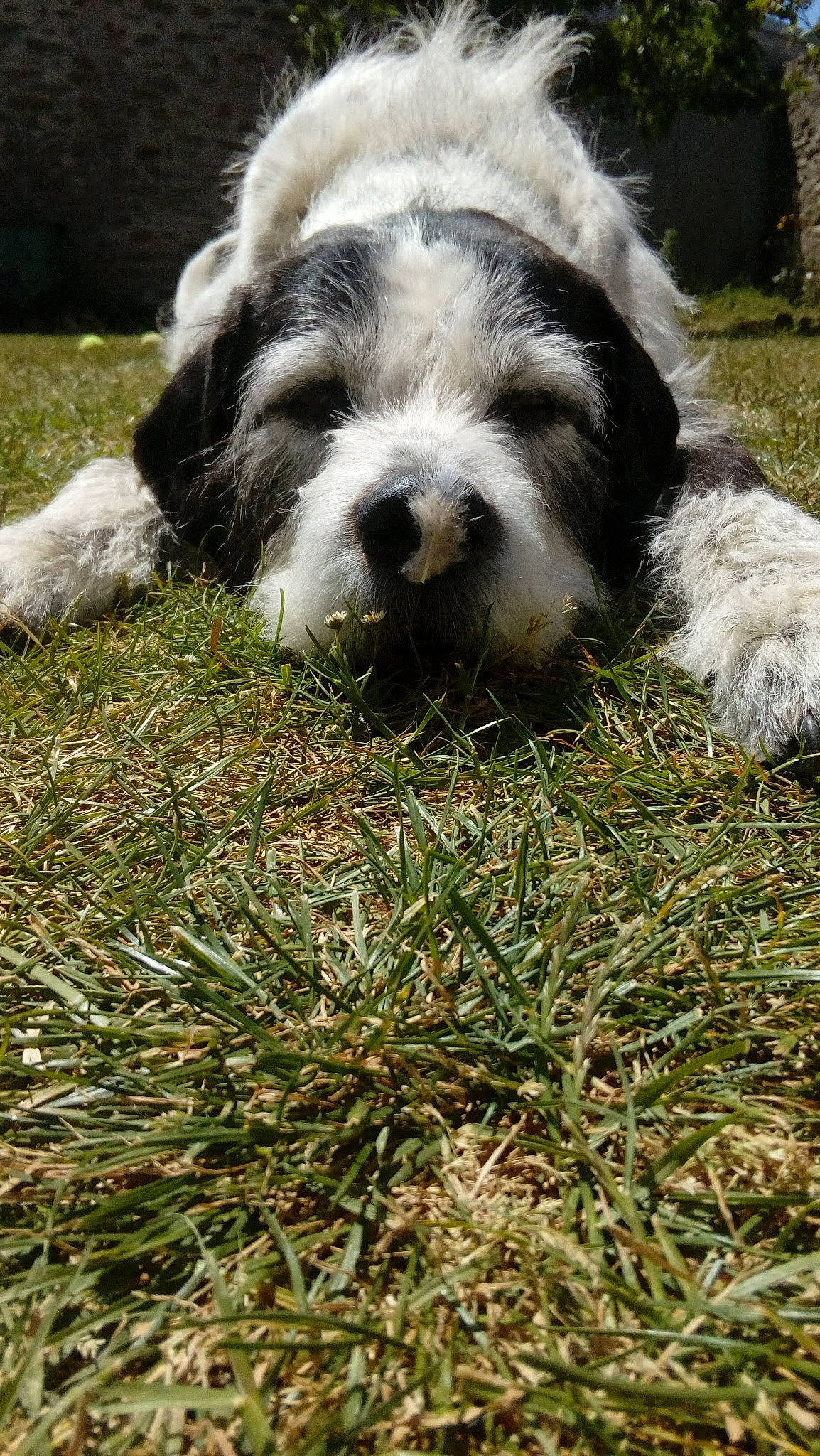 Trunk a rejoint le concours — aidez-le/la à gagner de superbes lots ! canidae, carnivore, companion_dog, dog, dog_breed, fur, grass, groundcover, non_sporting_group, plant, puppy, snout, sporting_group, terrestrial_animal, terrier, toy_dog, working_animal, working_dog