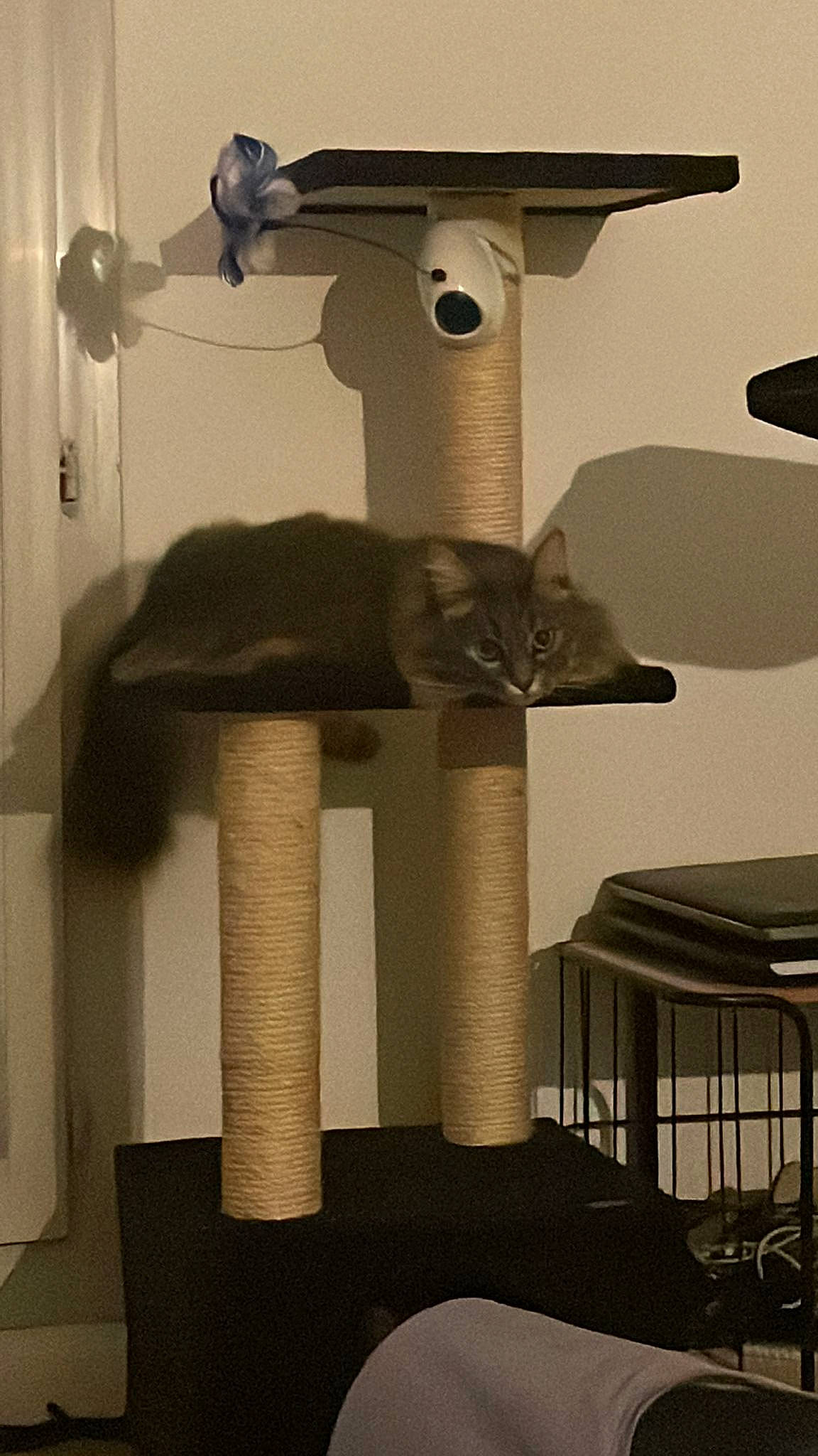 Omaley participe au concours pour gagner de l'argent avec cette photo : carnivore, cat, cat_furniture, cat_supply, chair, felidae, lamp, lampshade, light, light_fixture, lighting, lighting_accessory, metal, pedestal, pet_supply, room, small_to_medium_sized_cats, tail, whiskers, wood