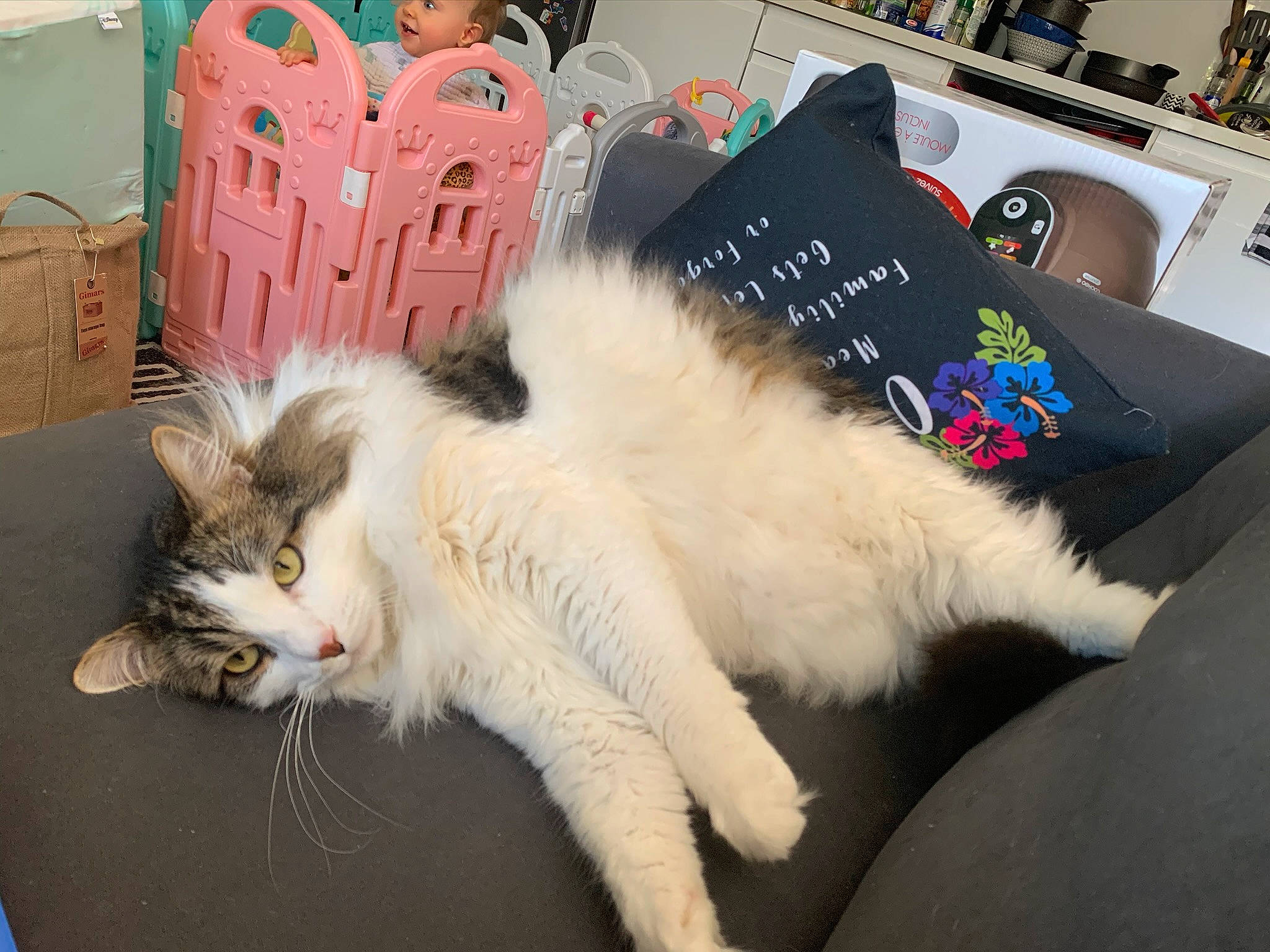 Stitch participe au concours pour gagner de l'argent avec cette photo : bag, bookcase, box, canidae, carnivore, cat, claw, companion_dog, domestic_short_haired_cat, fawn, felidae, fur, lap, paw, shelf, shelving, shipping_box, small_to_medium_sized_cats, tail, whiskers