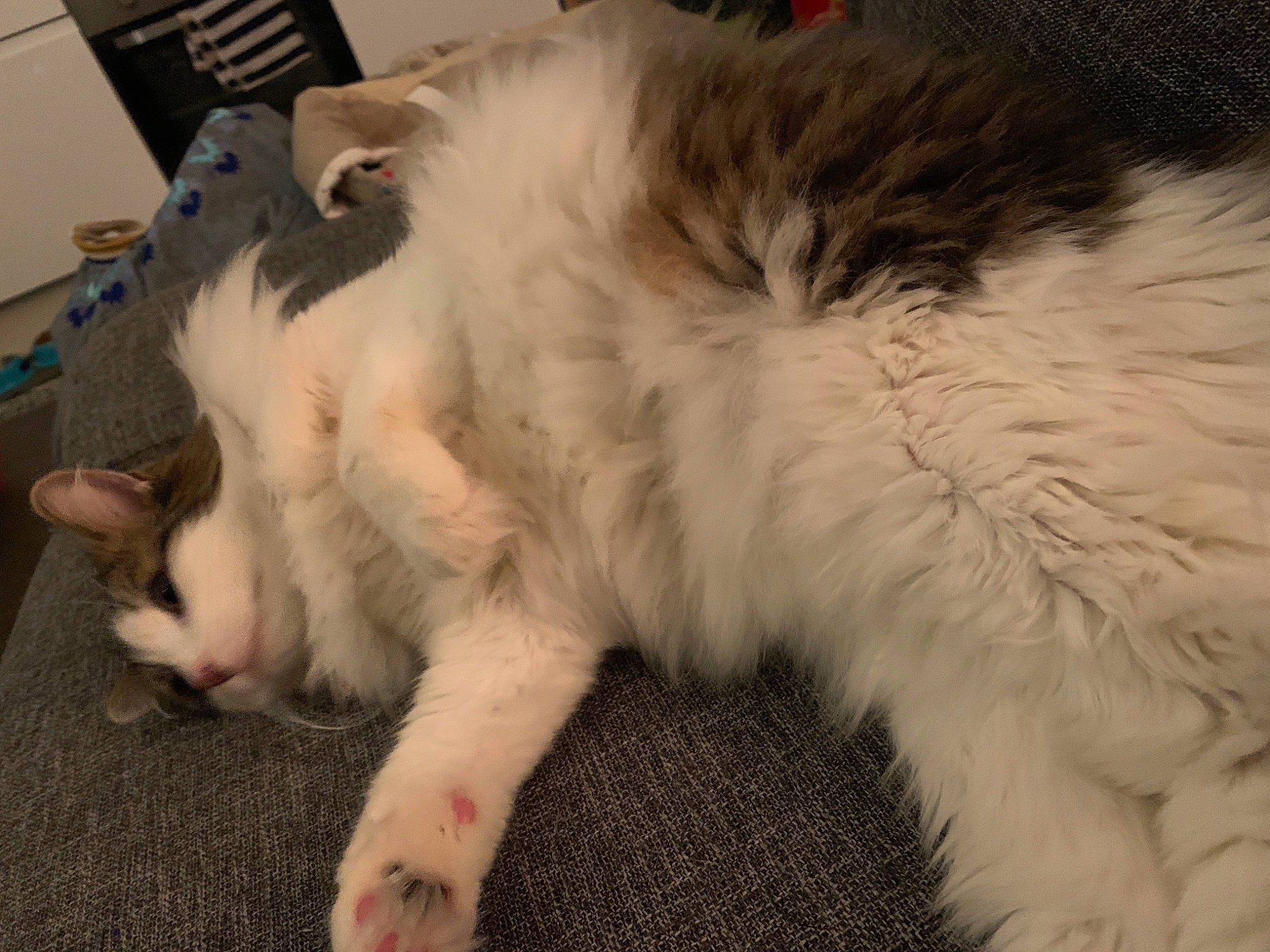 Stitch a rejoint le concours — aidez-le/la à gagner de superbes lots ! canidae, carnivore, cat, claw, companion_dog, dog_breed, domestic_short_haired_cat, fang, felidae, fur, nap, paw, small_to_medium_sized_cats, snout, sporting_group, tail, terrestrial_animal, whiskers