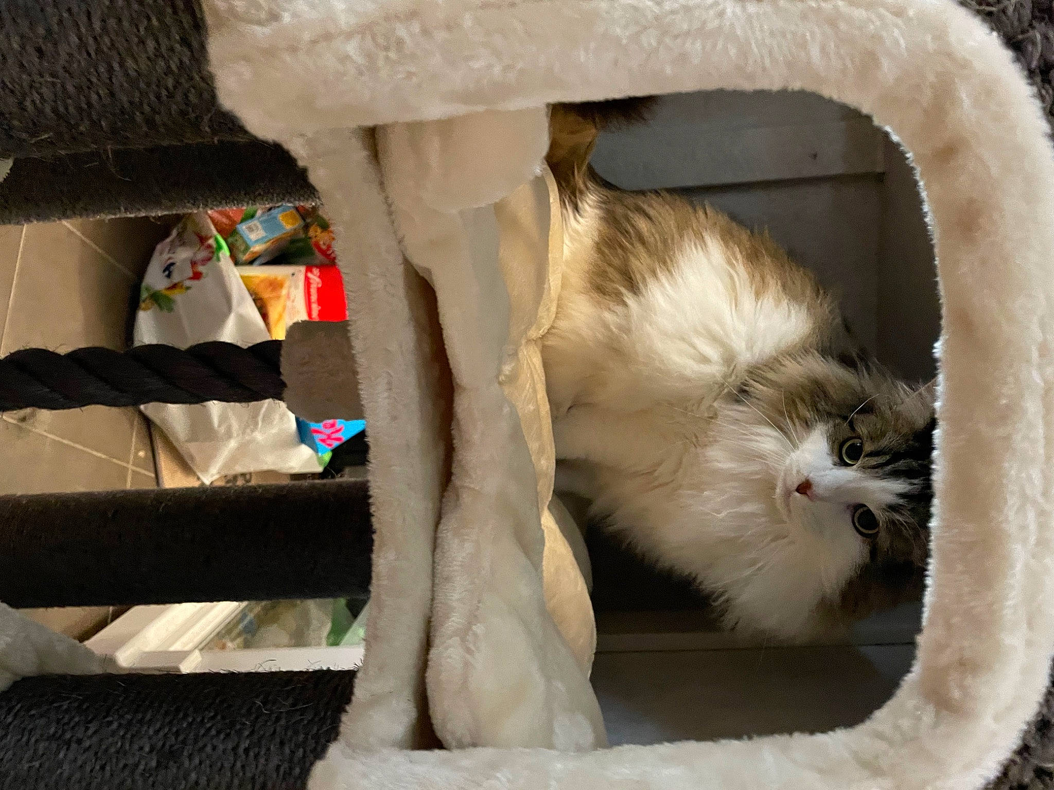 Stitch a rejoint le concours — aidez-le/la à gagner de superbes lots ! balinese, box, cardboard, carnivore, cat, cat_supply, comfort, domestic_short_haired_cat, fawn, felidae, fur, linens, paw, pet_supply, small_to_medium_sized_cats, snout, tail, whiskers, window, wood