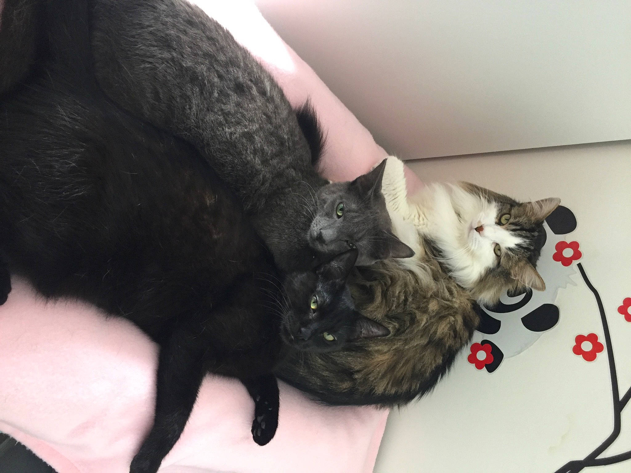 Stitch a rejoint le concours — aidez-le/la à gagner de superbes lots ! black_cat, carnivore, cat, cat_supply, claw, comfort, dog_breed, domestic_short_haired_cat, felidae, fur, nap, paw, rose, small_to_medium_sized_cats, snout, tail, terrestrial_animal, whiskers